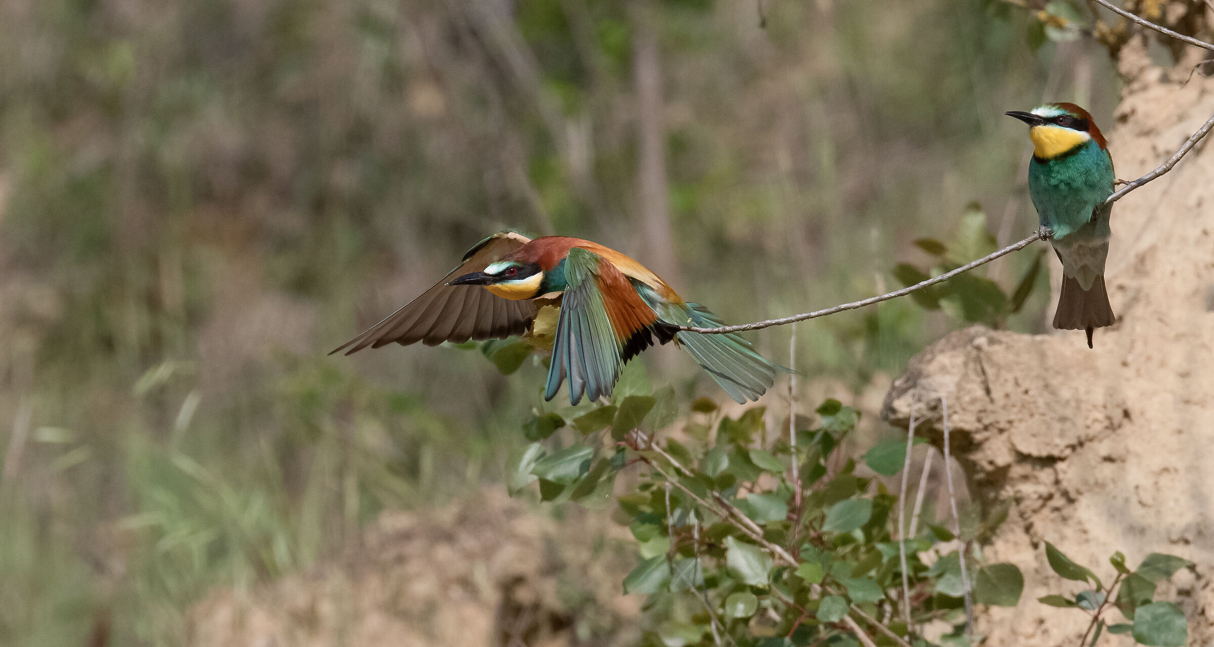 Bee-eaters