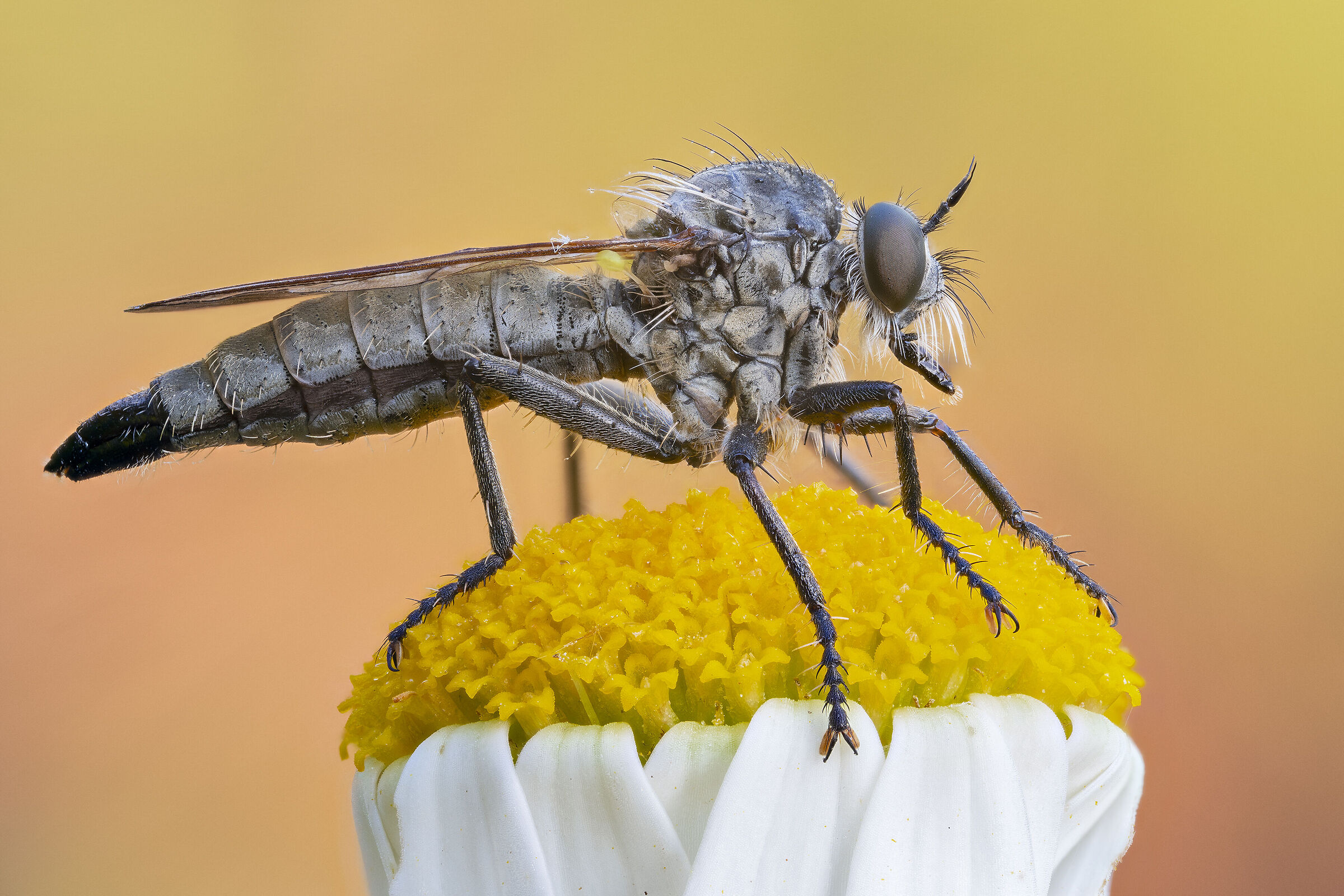 Machimus sp. z o.o.