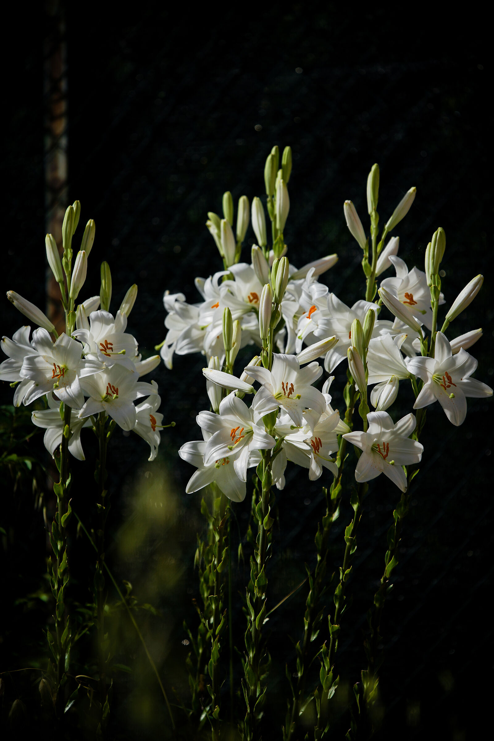 Lilium candidum