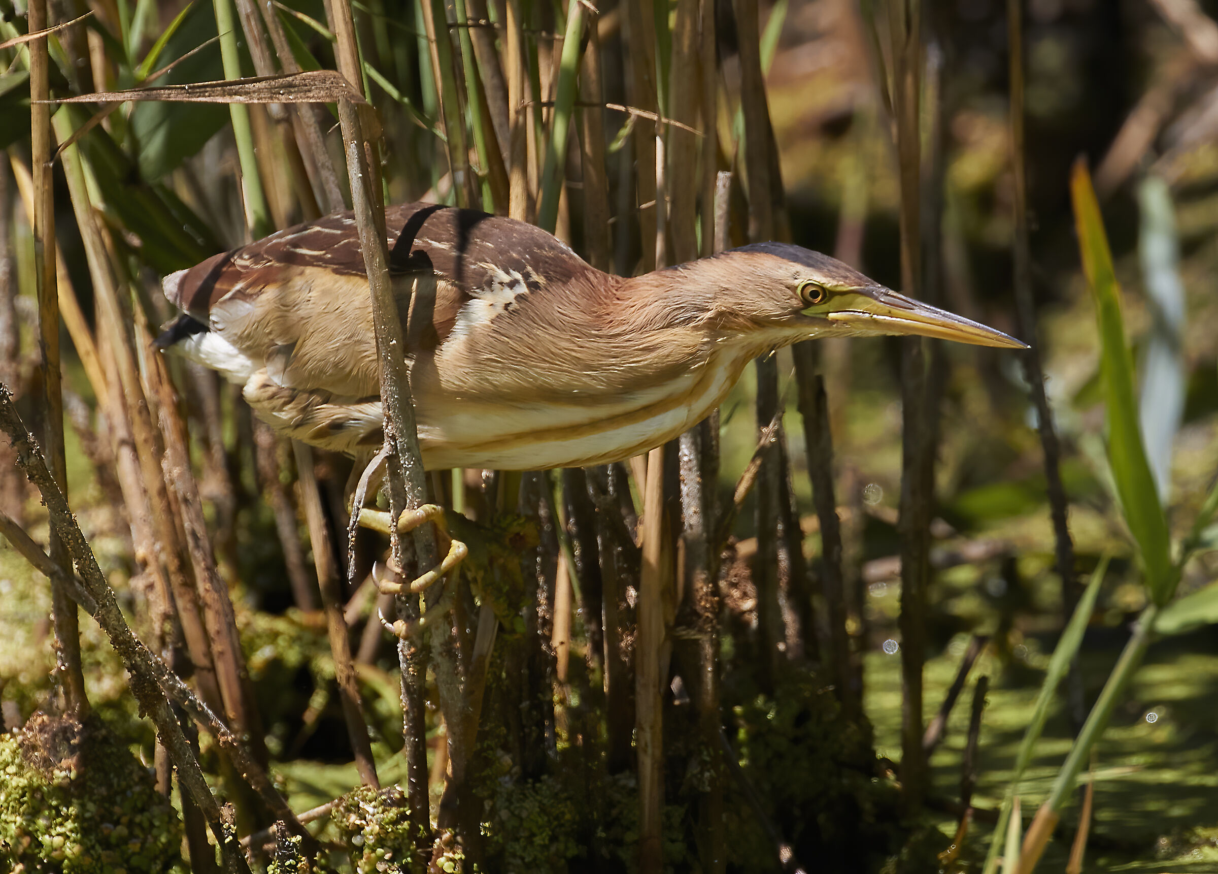 Little bittern