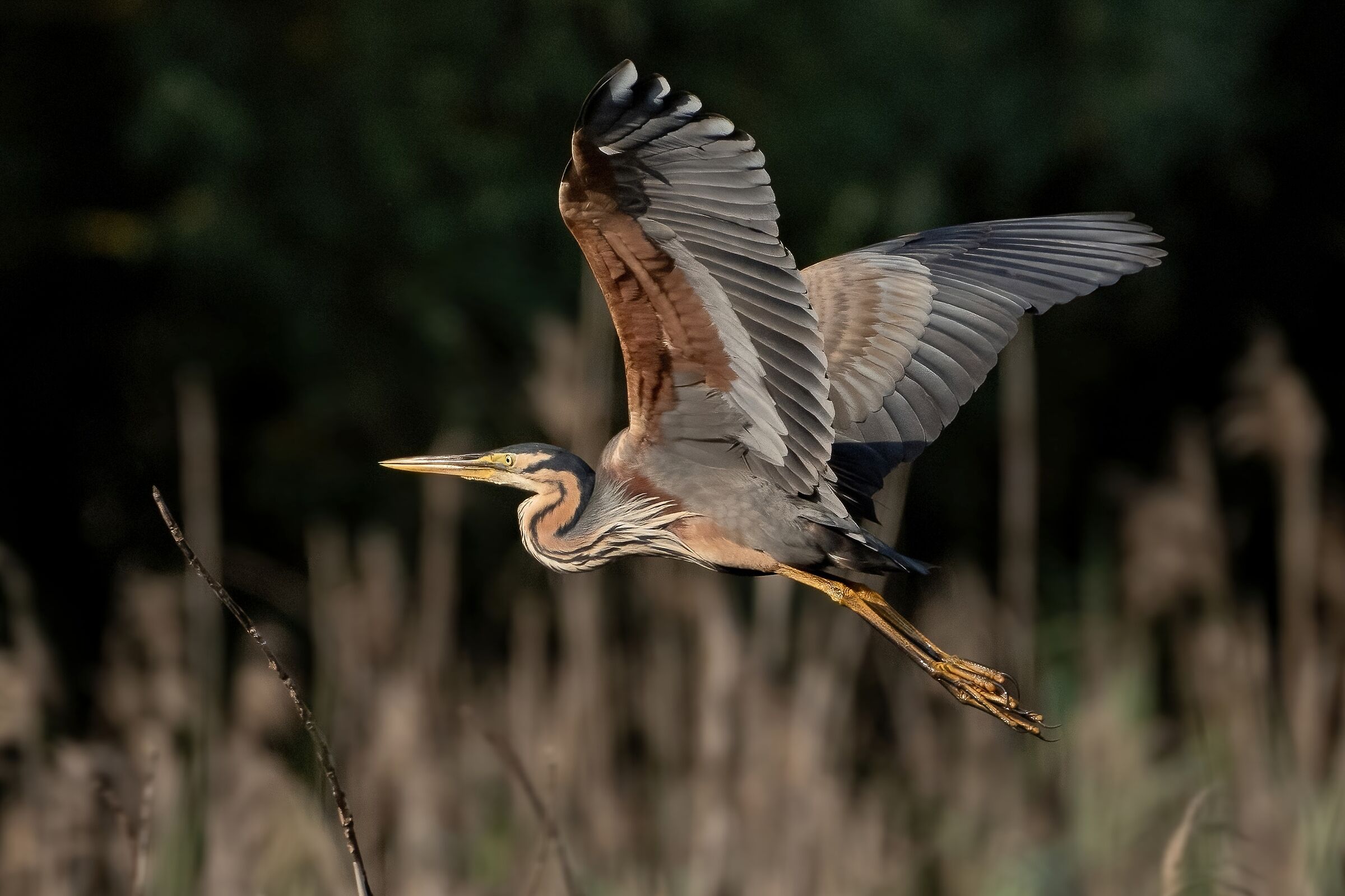 Purple Heron (Ardea purpurea)