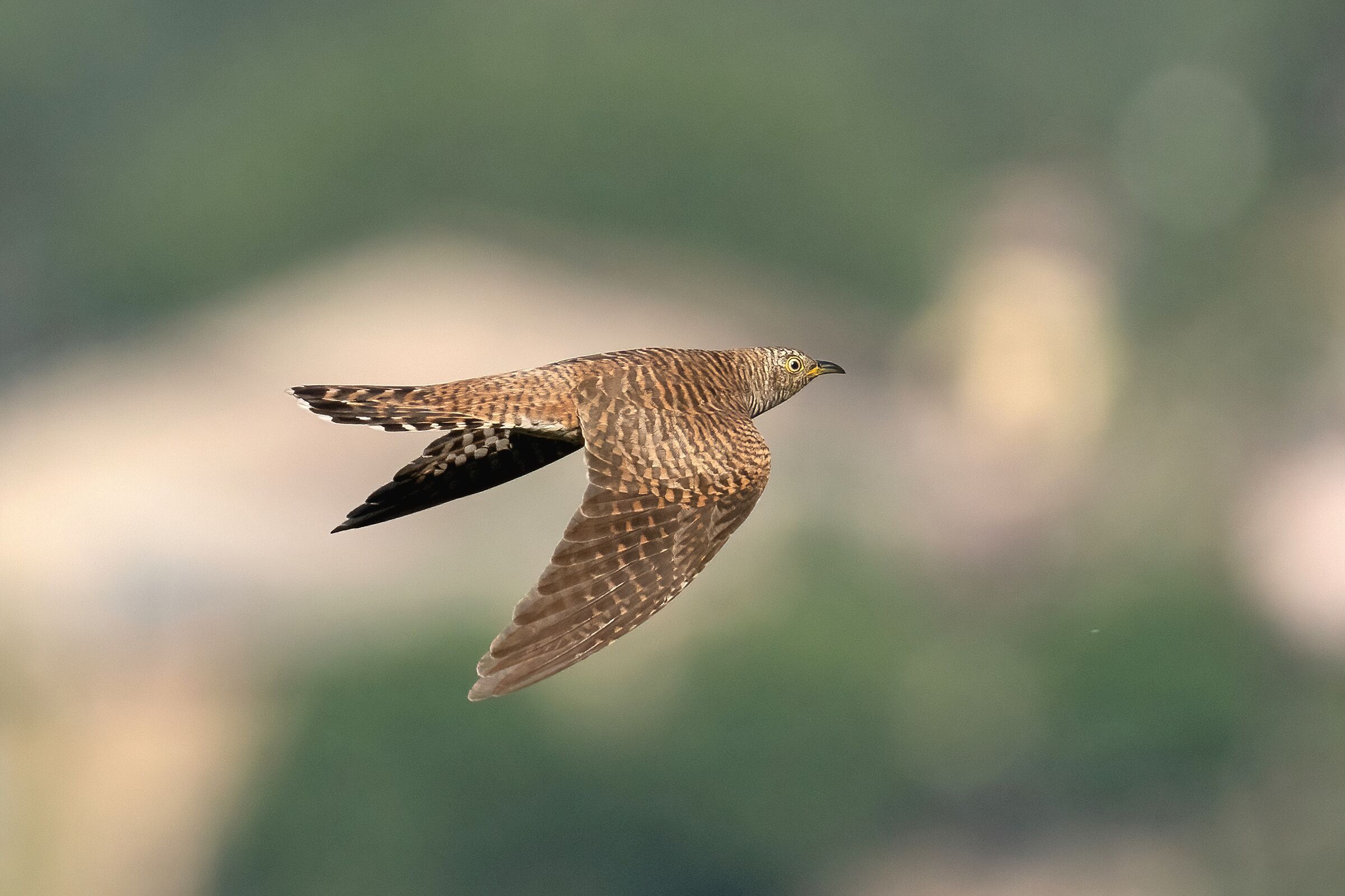 Cuculo (Cuculus canorus)