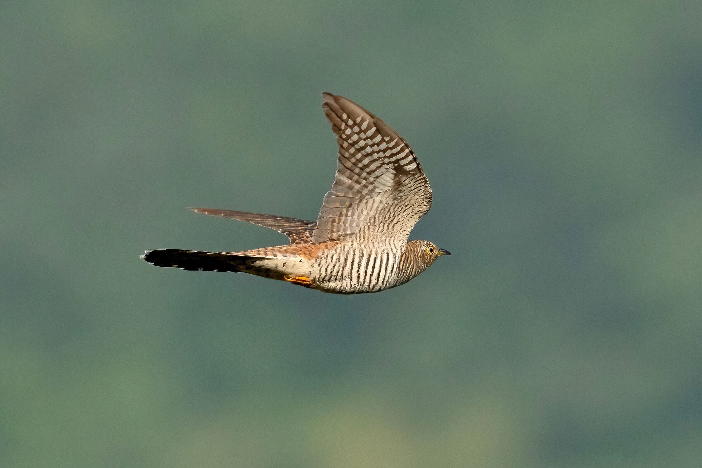 Cuculo (Cuculus canorus)