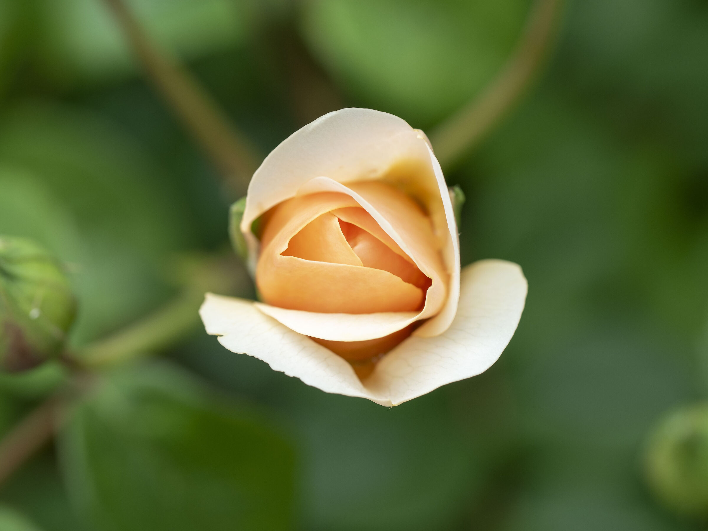 Bocciolo di Port Sunlight