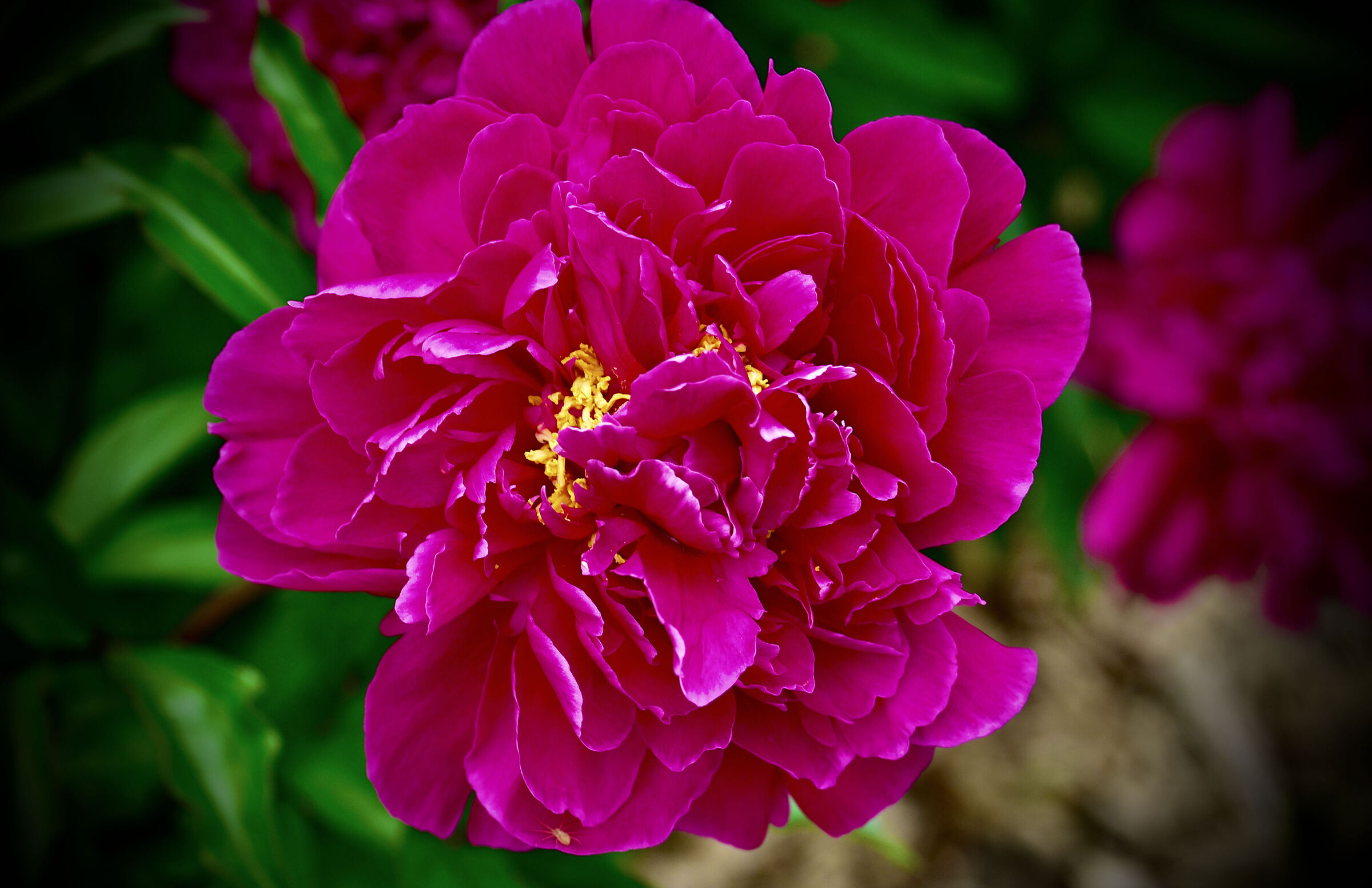 Peonia rossa