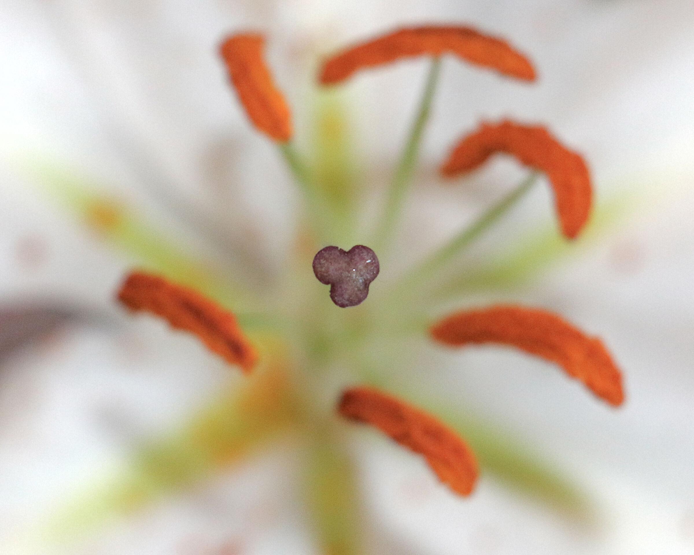 Ibiscus.... (2 foto)