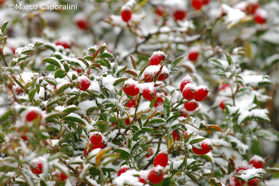 Wild Rose Berries in the Snow