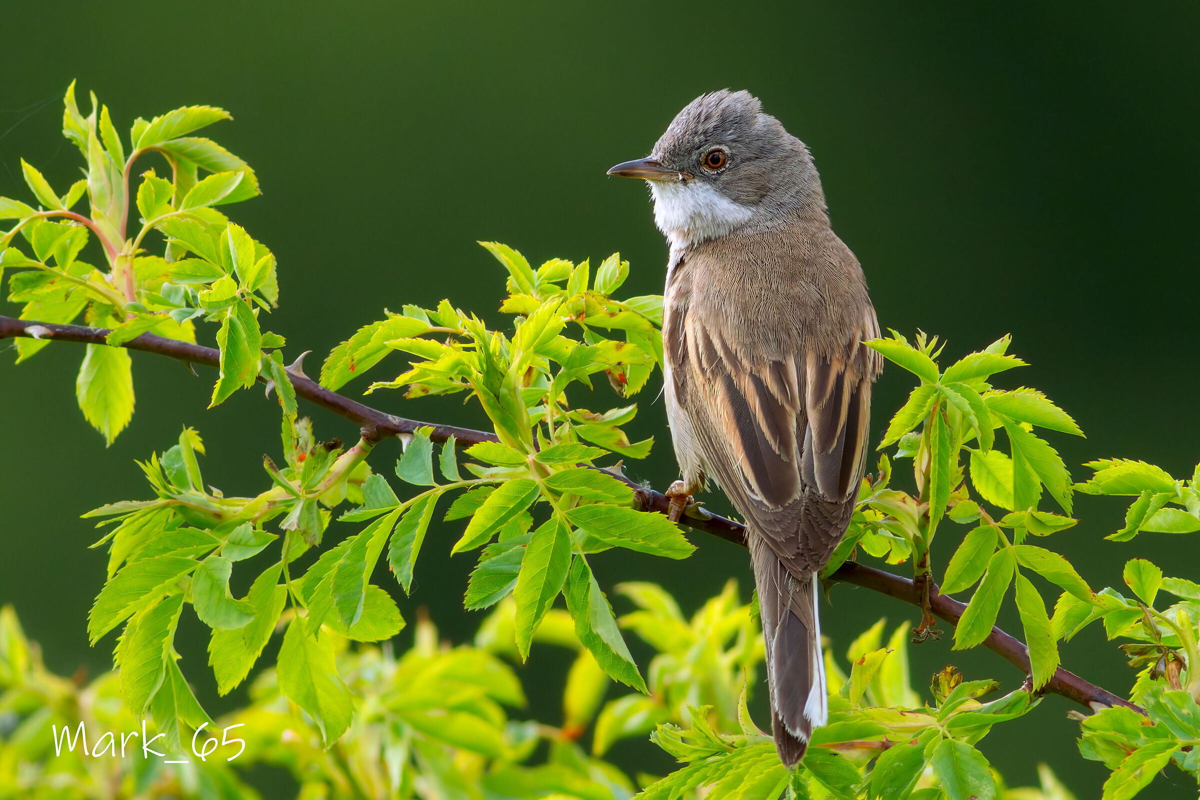whitethroat