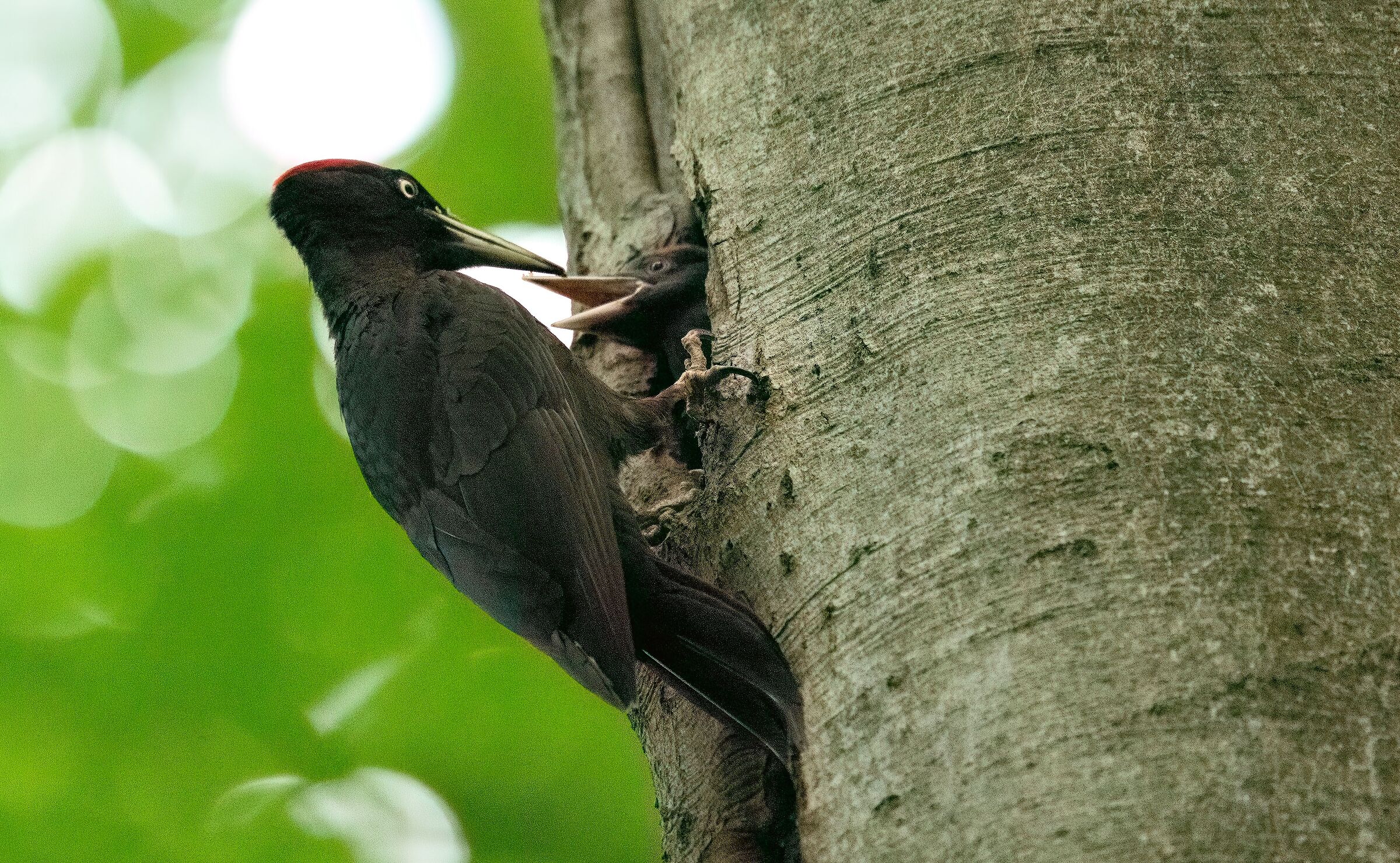 Black woodpecker