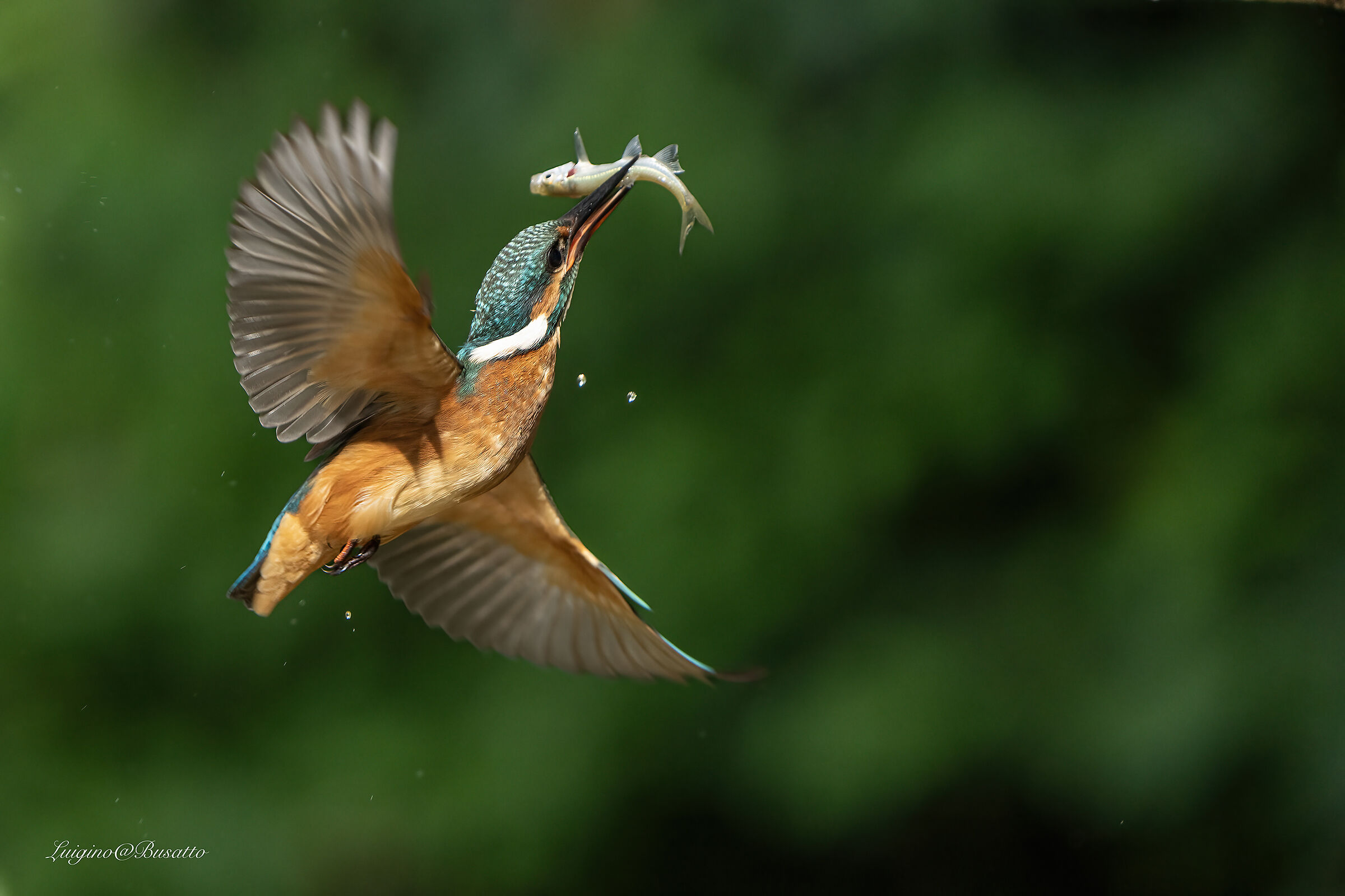 Young kingfisher first prey