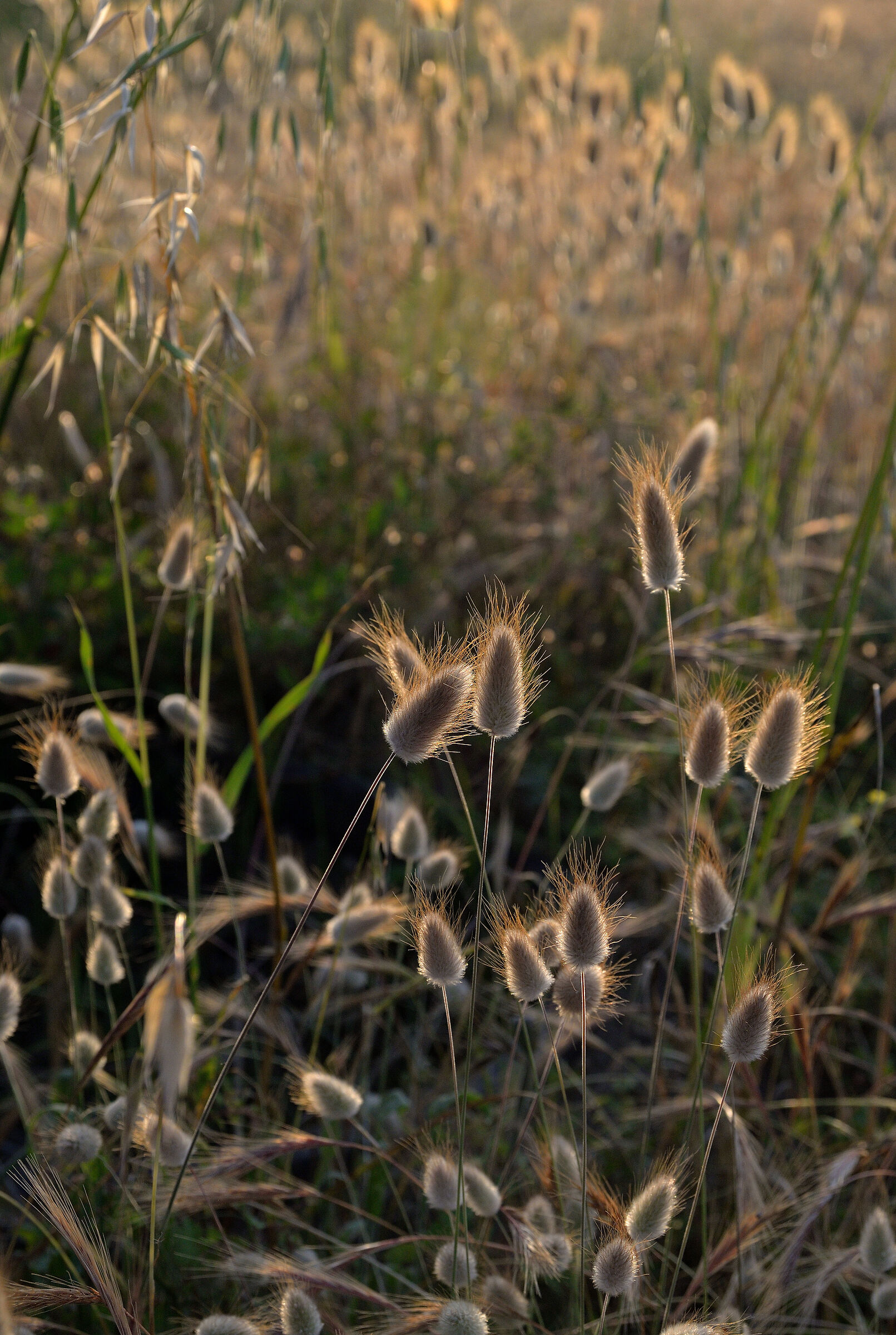 In the meadow