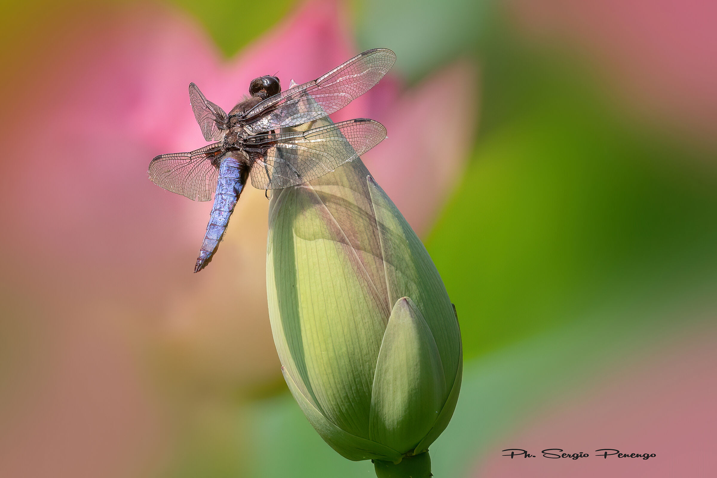 Delicatamente sopra un bocciolo di Fior di Loto