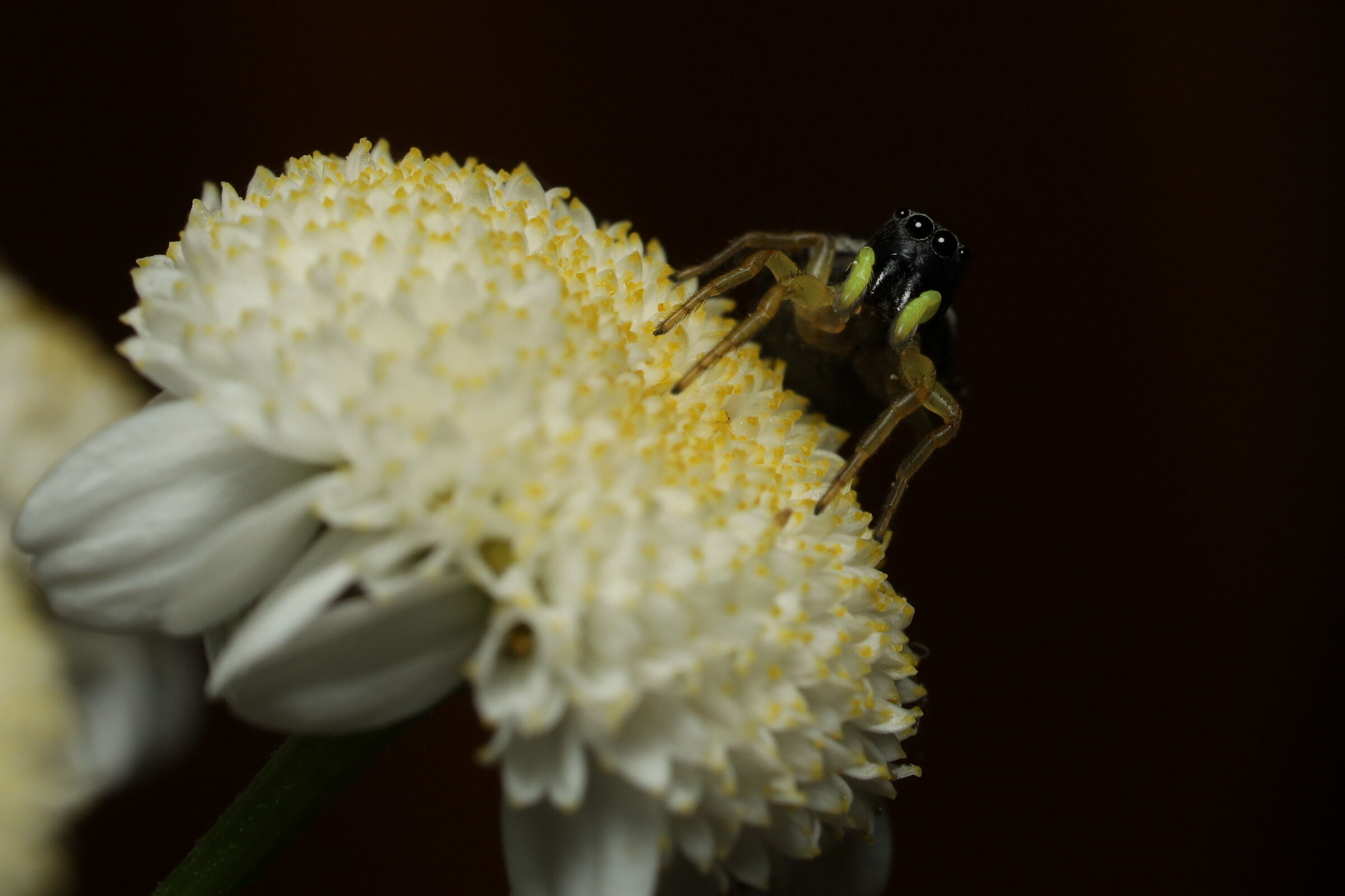 Heliophanus flavipes