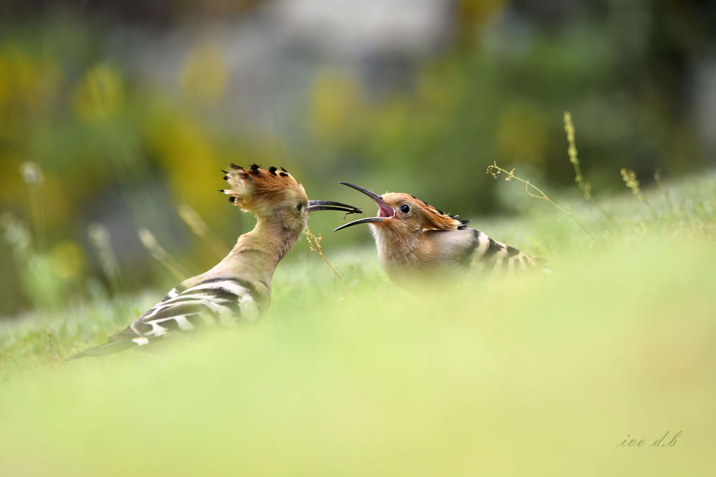 upupa ora della cena