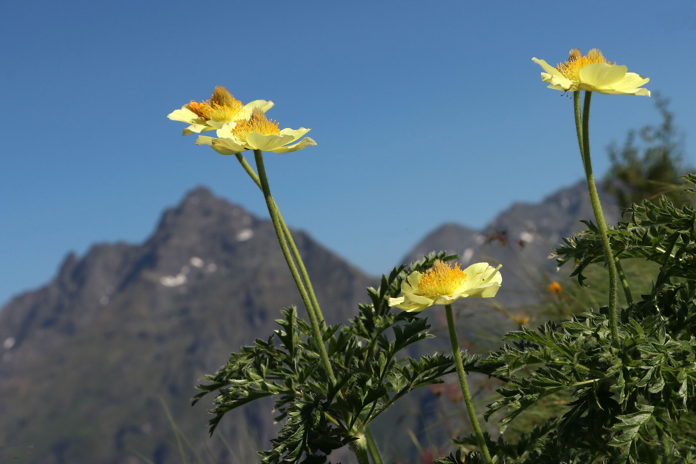 anemones among the Orobie