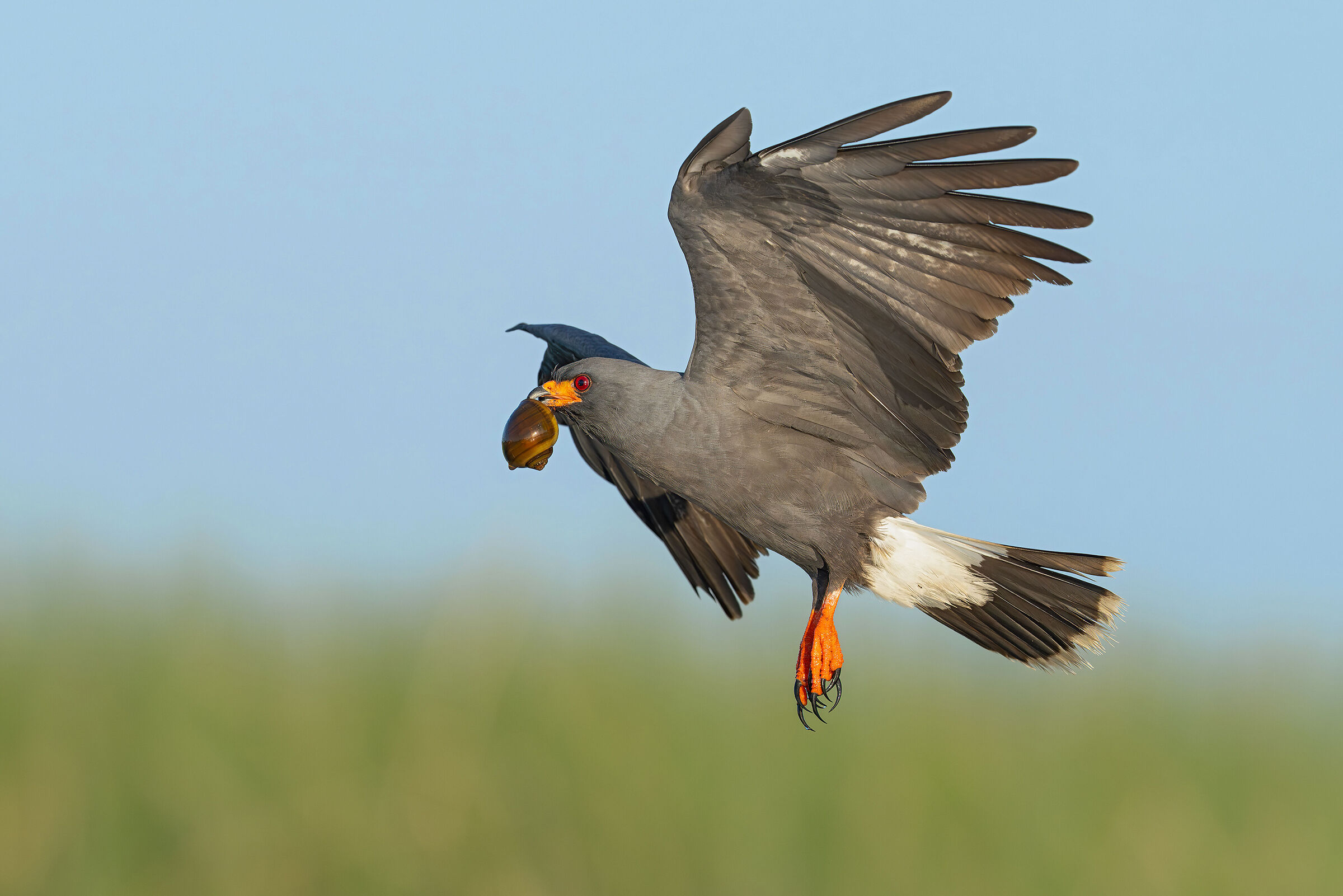 Everglades Kite