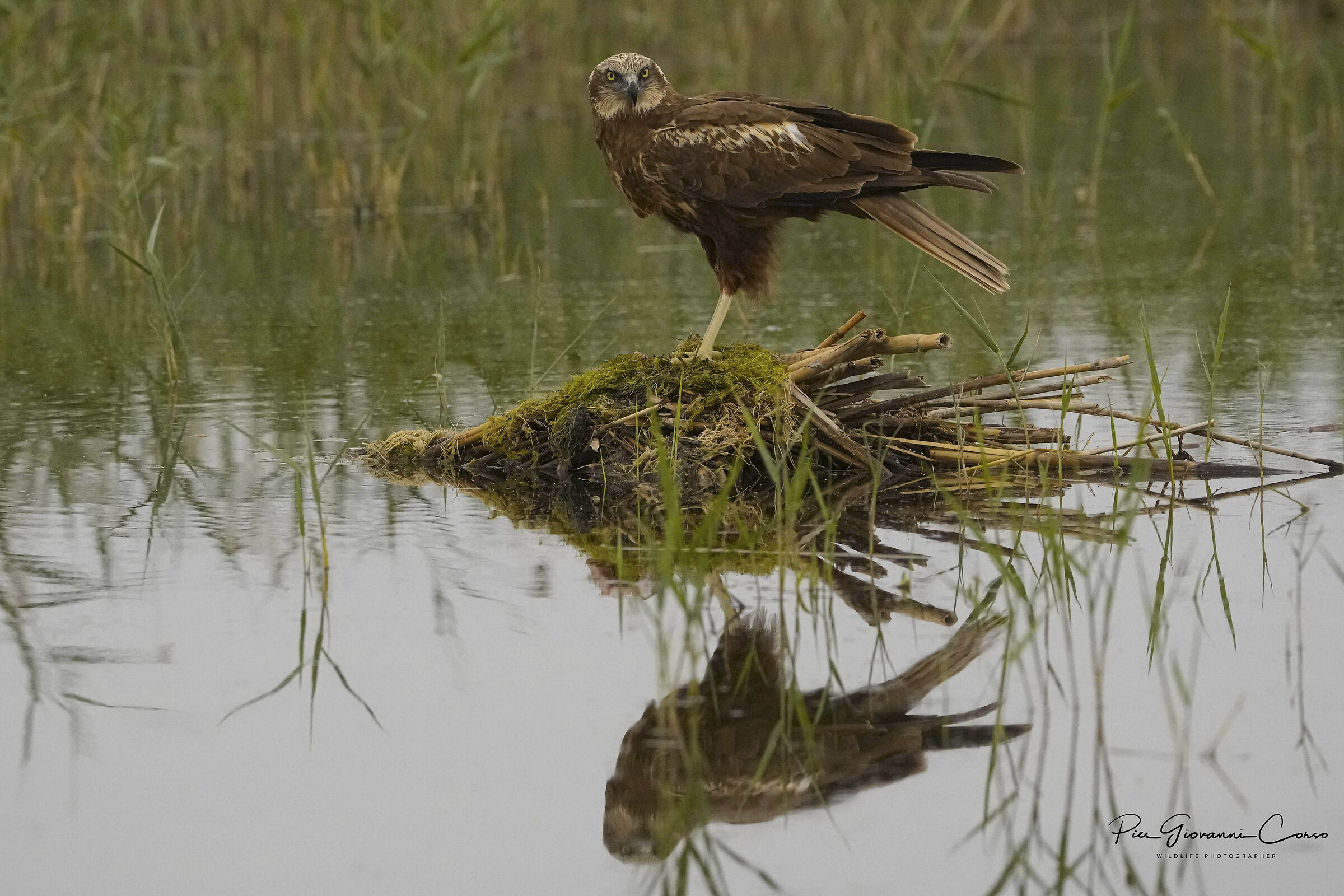 Falco di palude