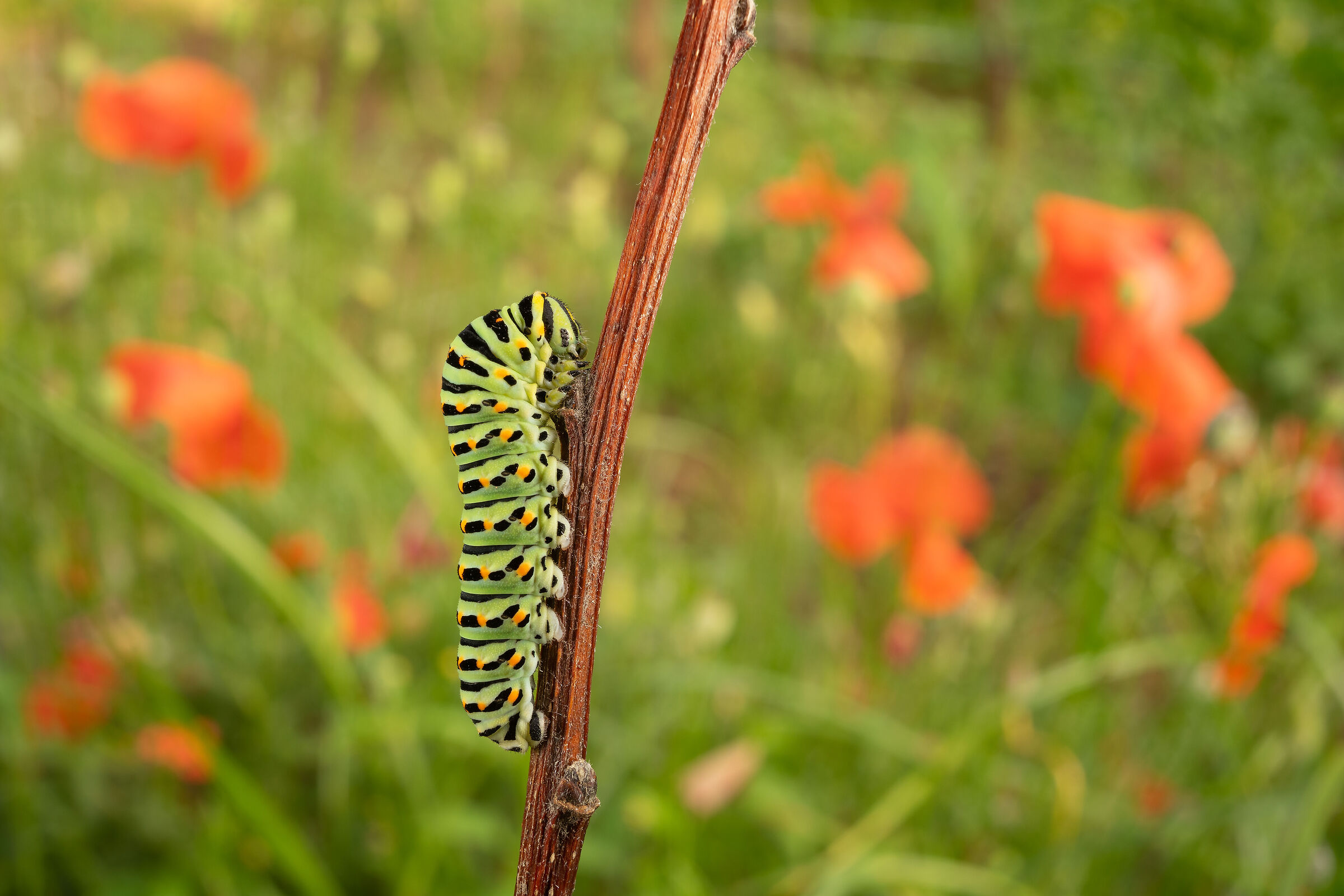 Among the poppies