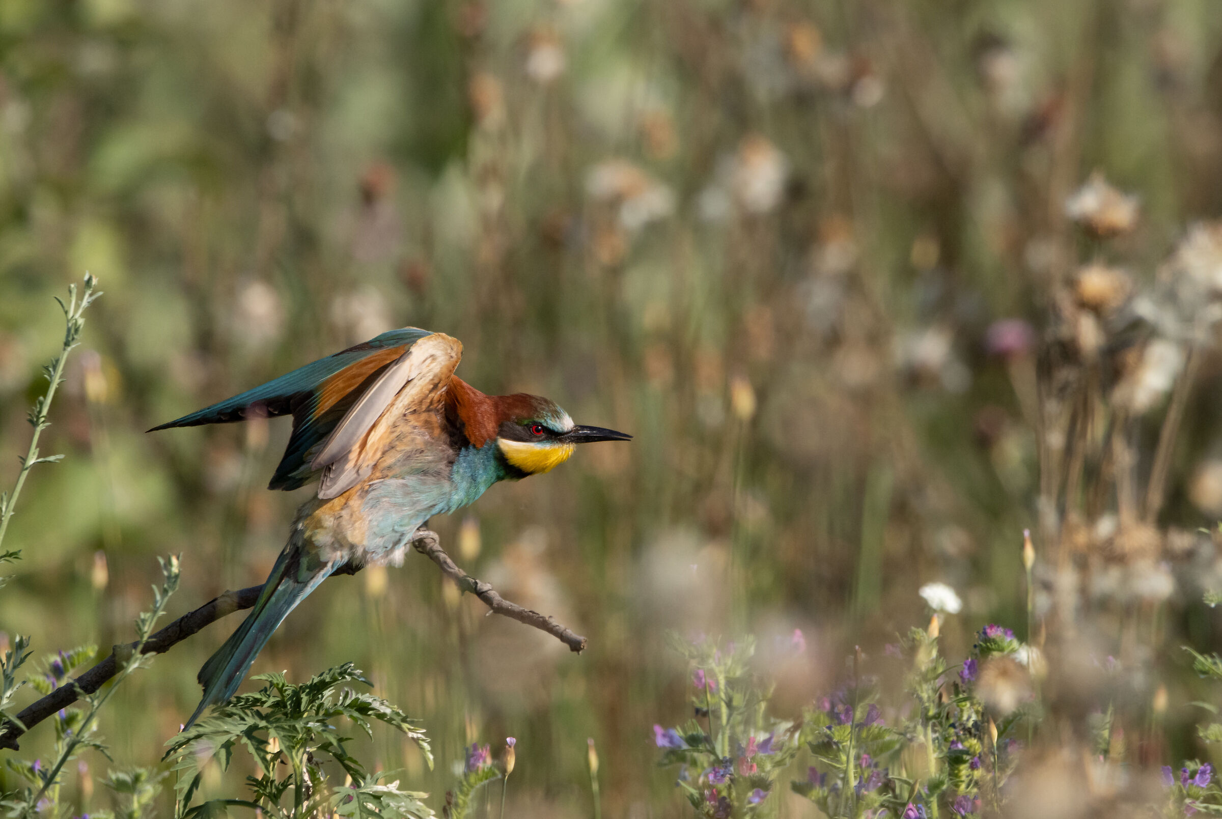 Bee-eater