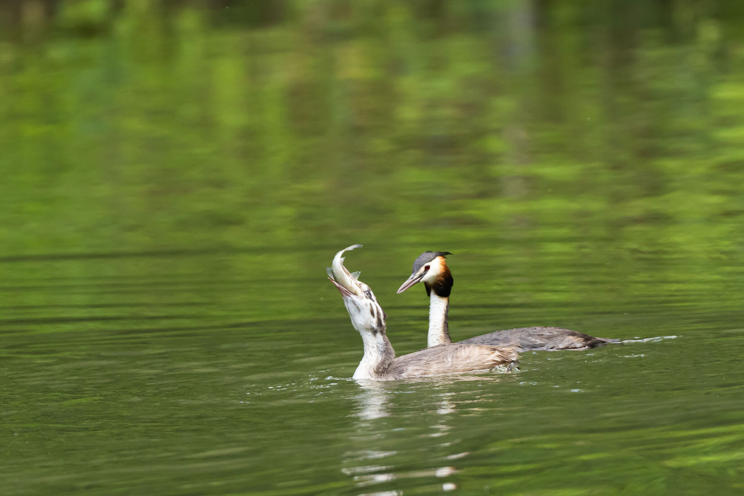 Great Grebe - Imbersago (LC)