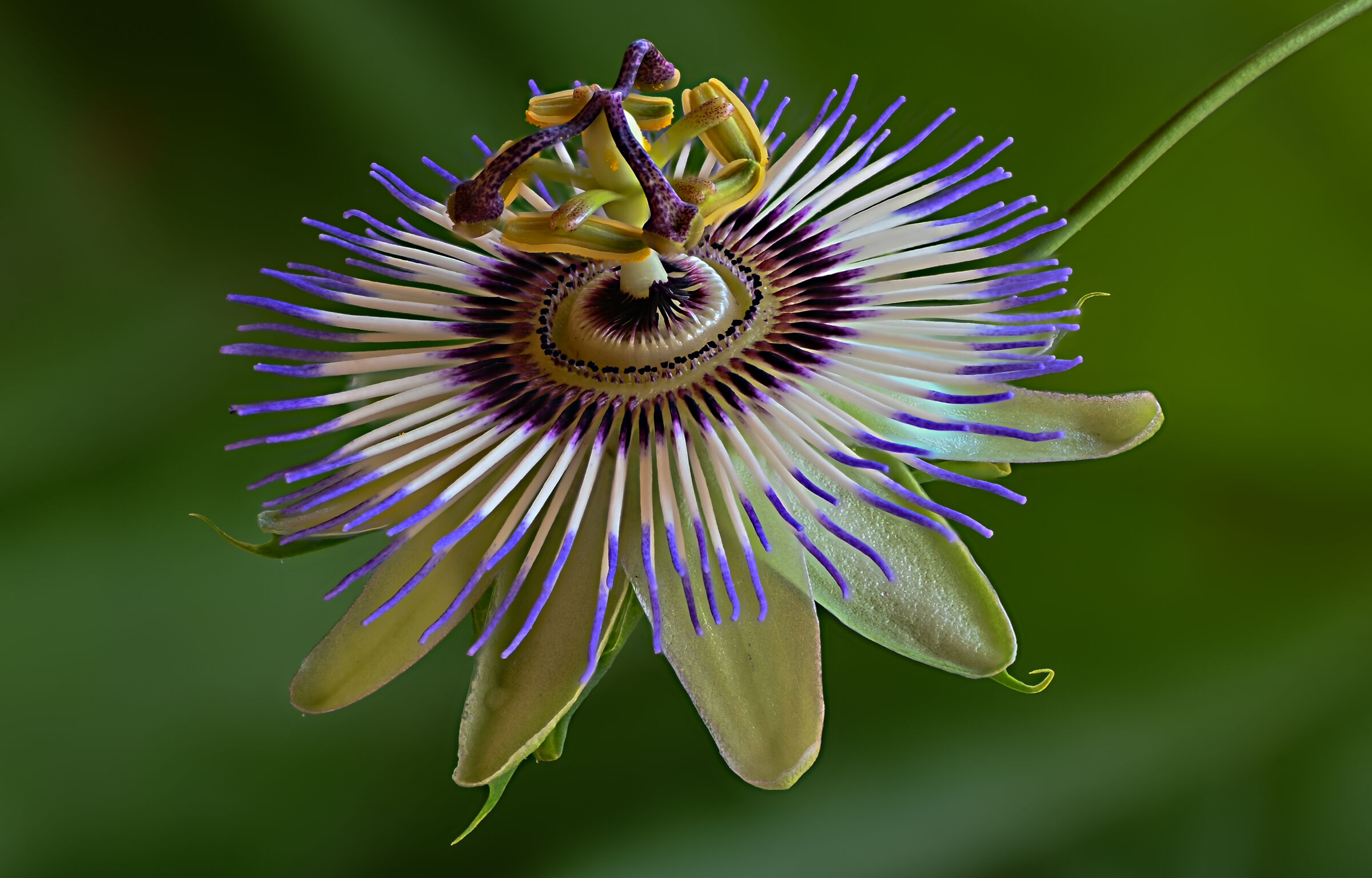 Passiflora
