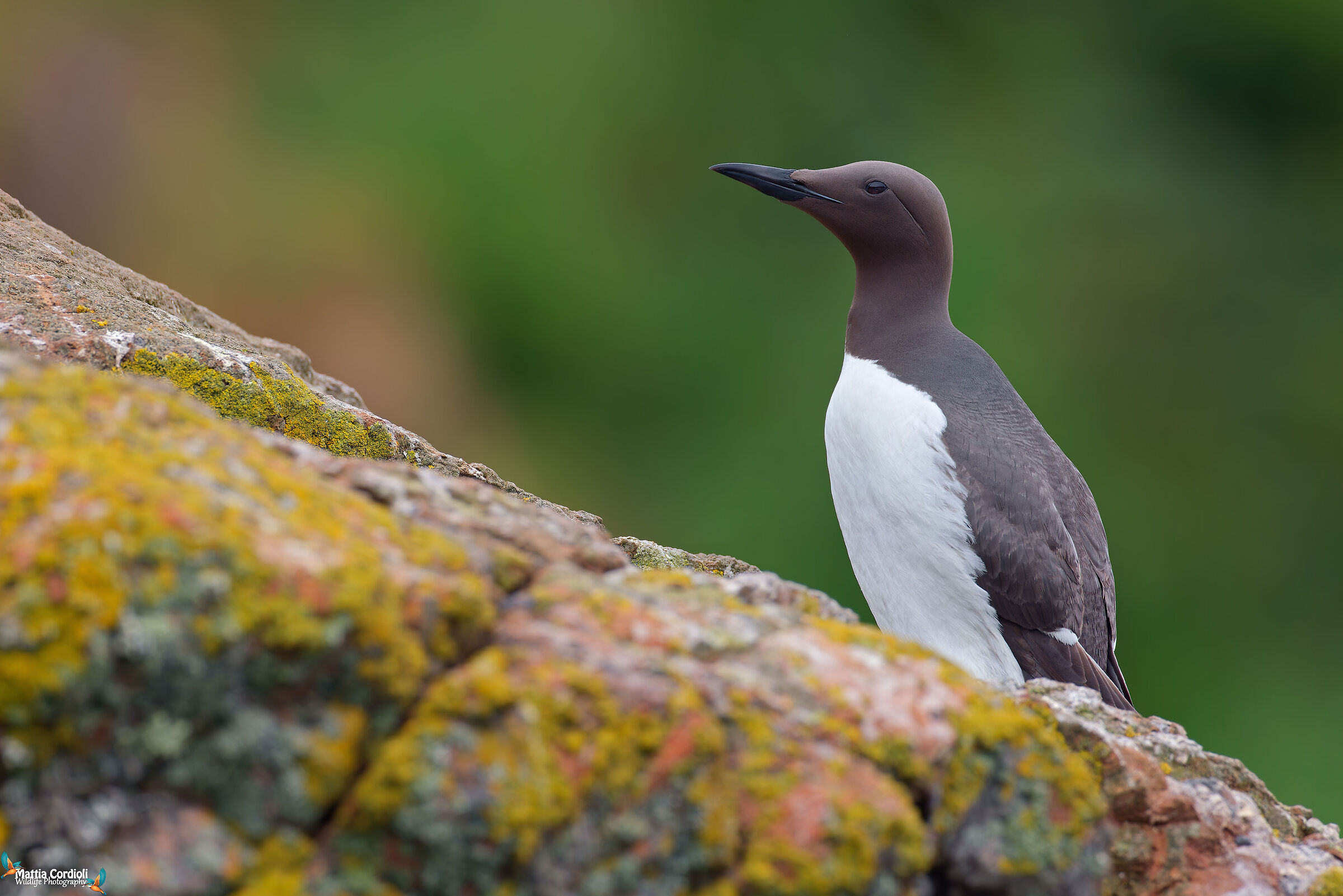 Guillemot
