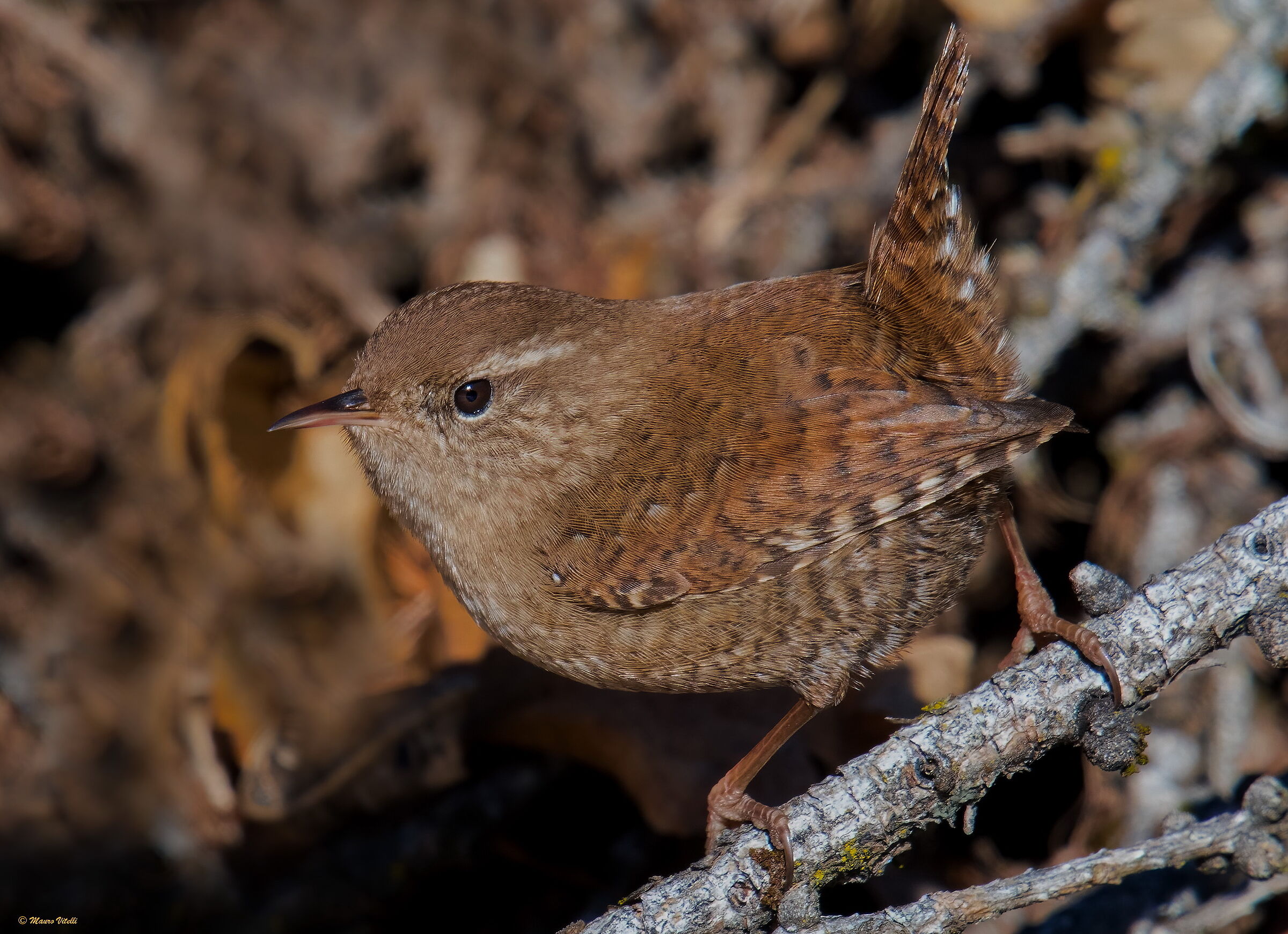 Wren (Troglodytes troglodytes)