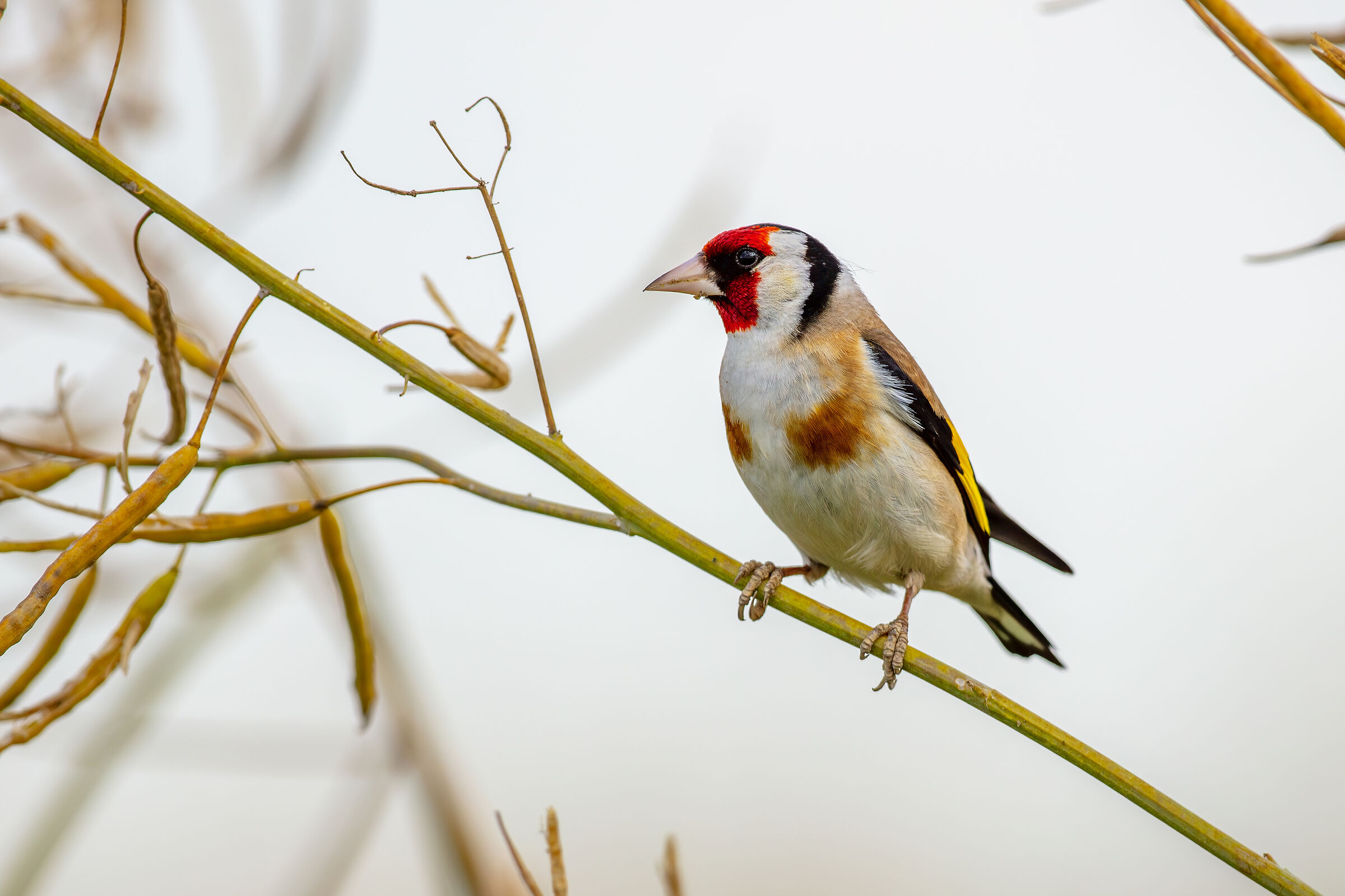 Carduelis carduelis