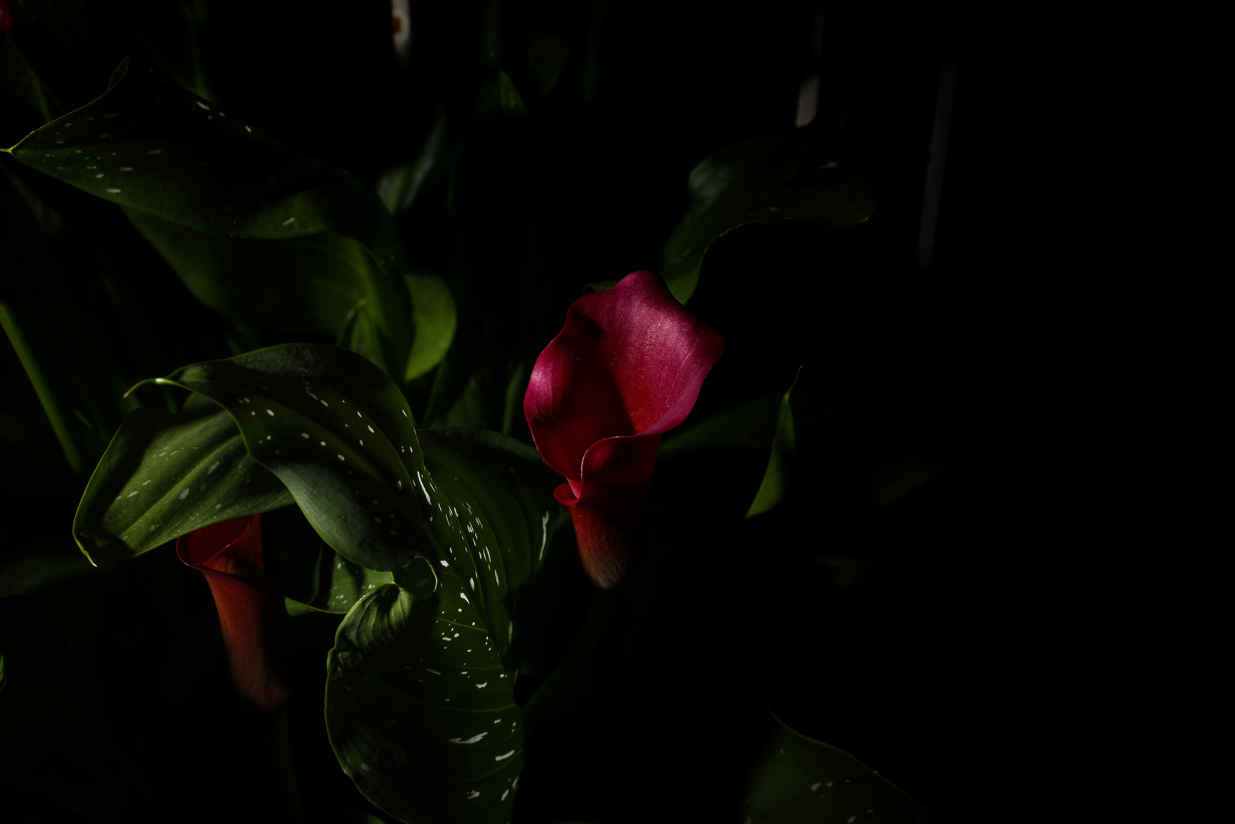 Colors in the shadow