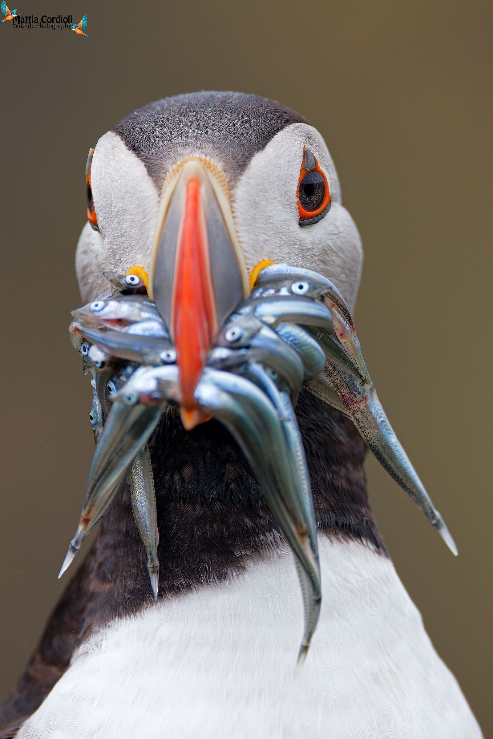 Puffin Portrait