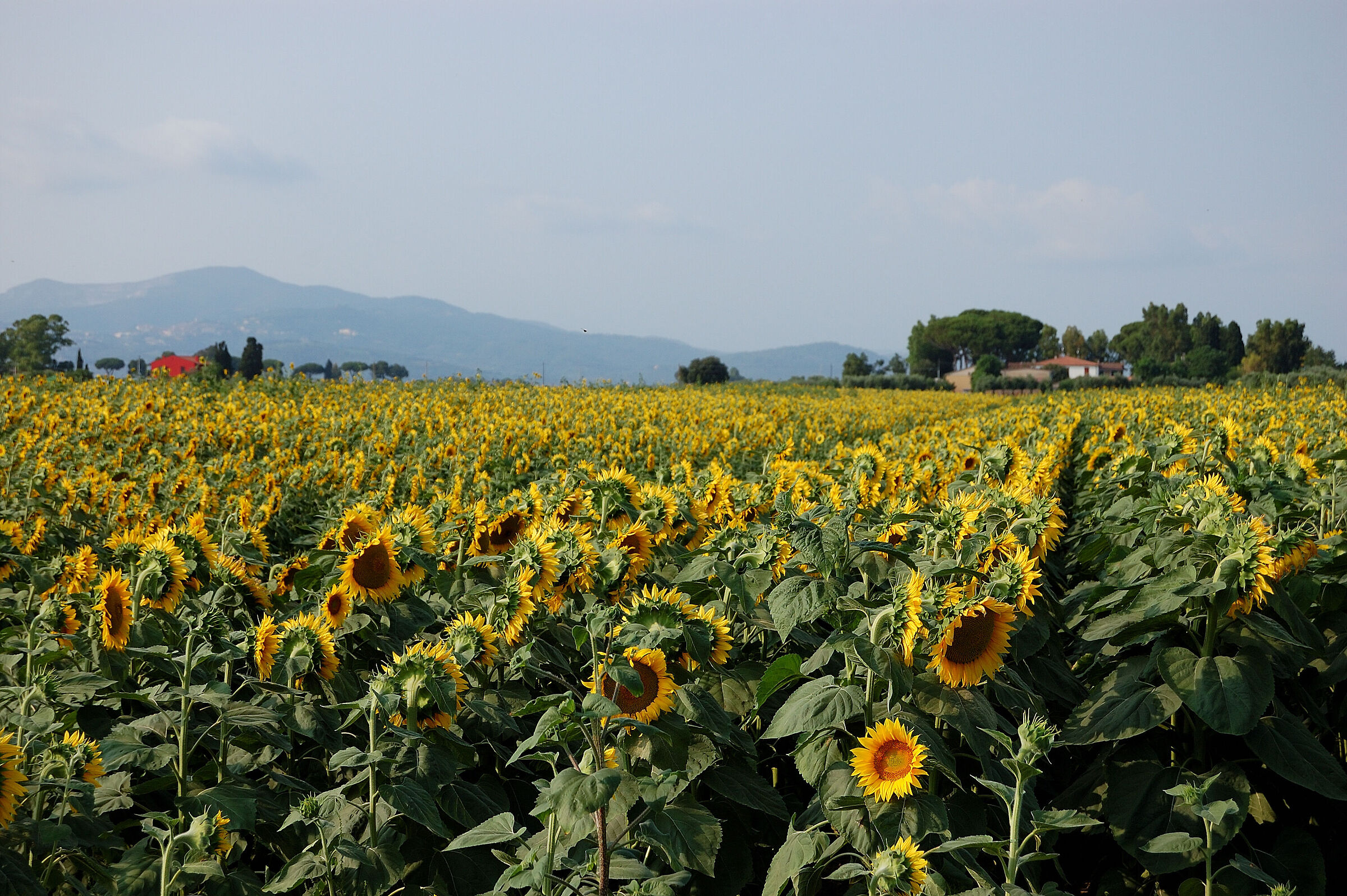 Perdendosi in mezzo ai girasoli...