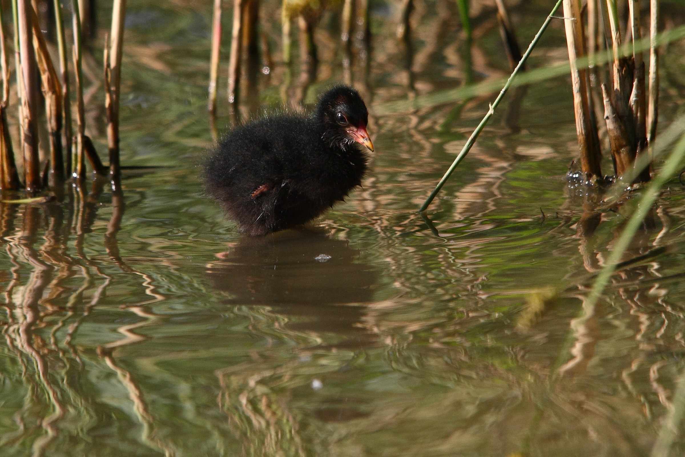 pulciono della gallinella d'acqua