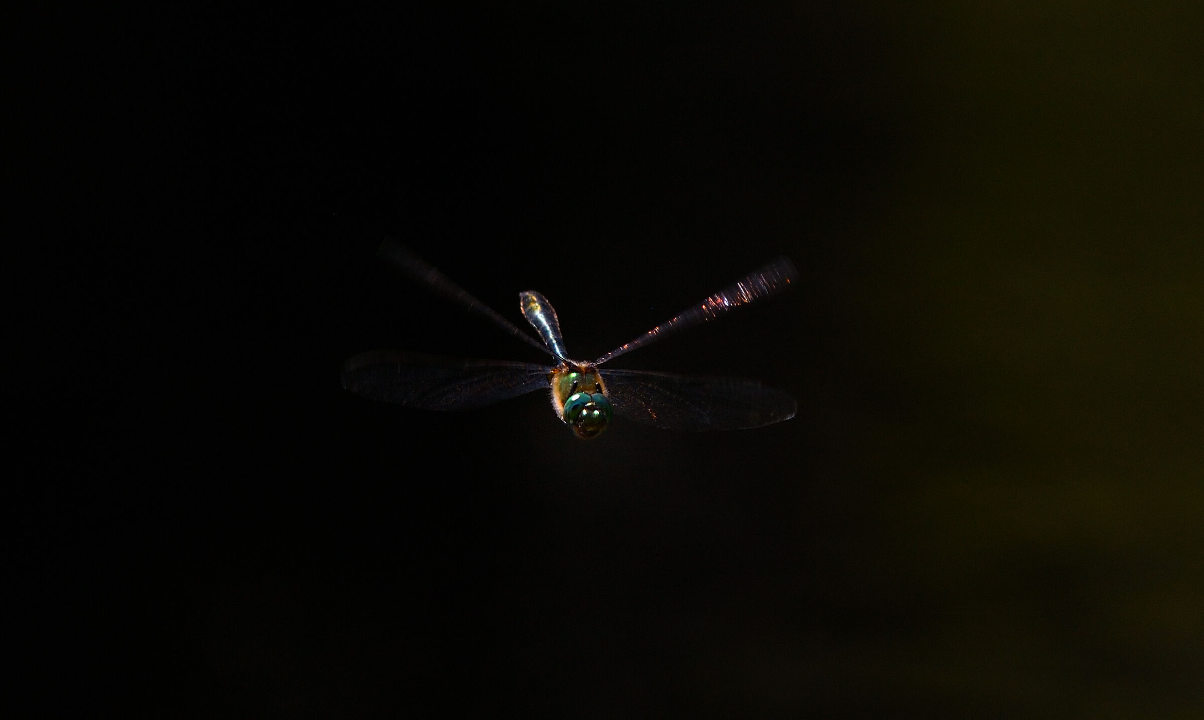Somatochlora Alpestris