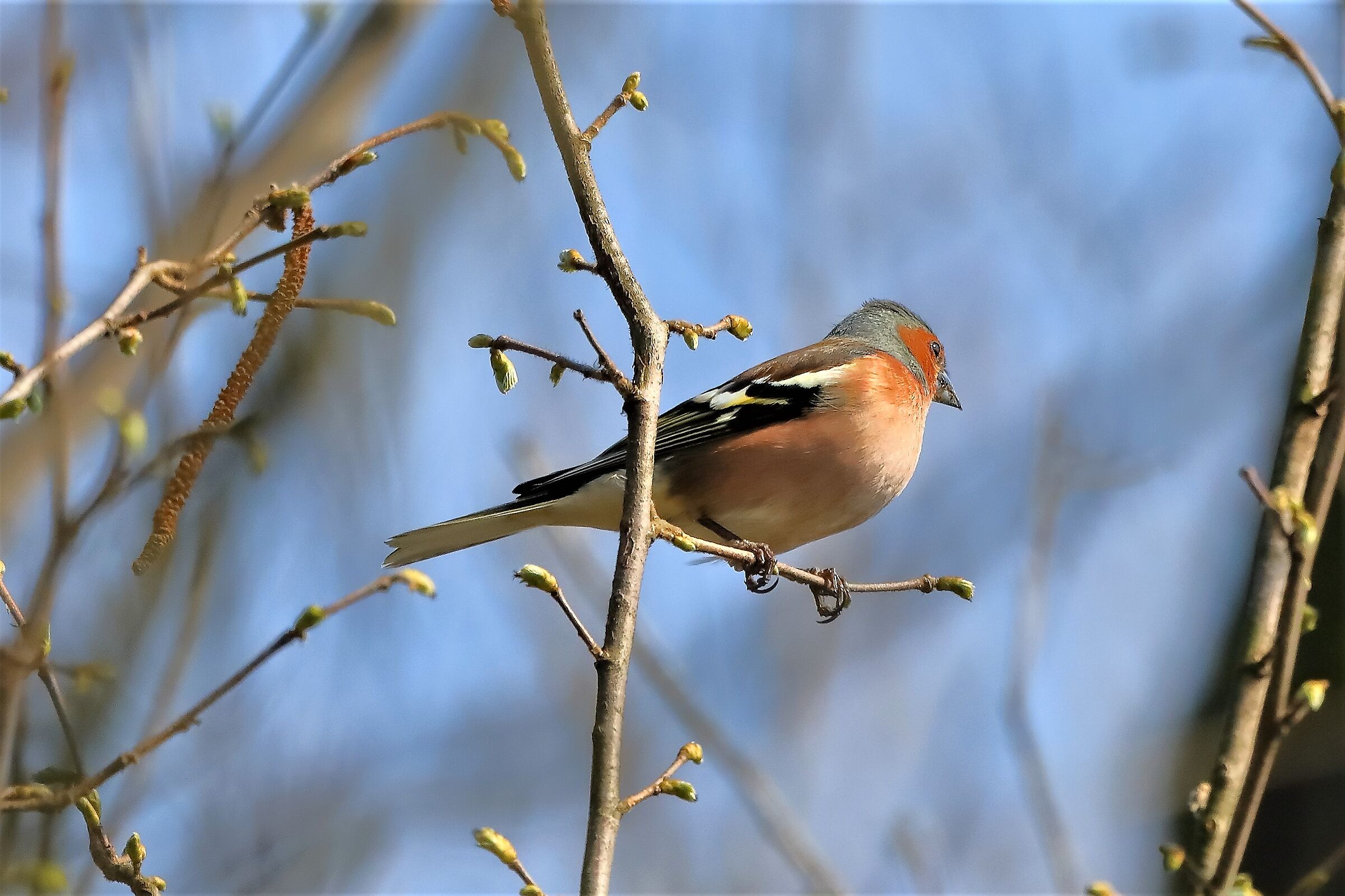 Fringuello 22-03-2023