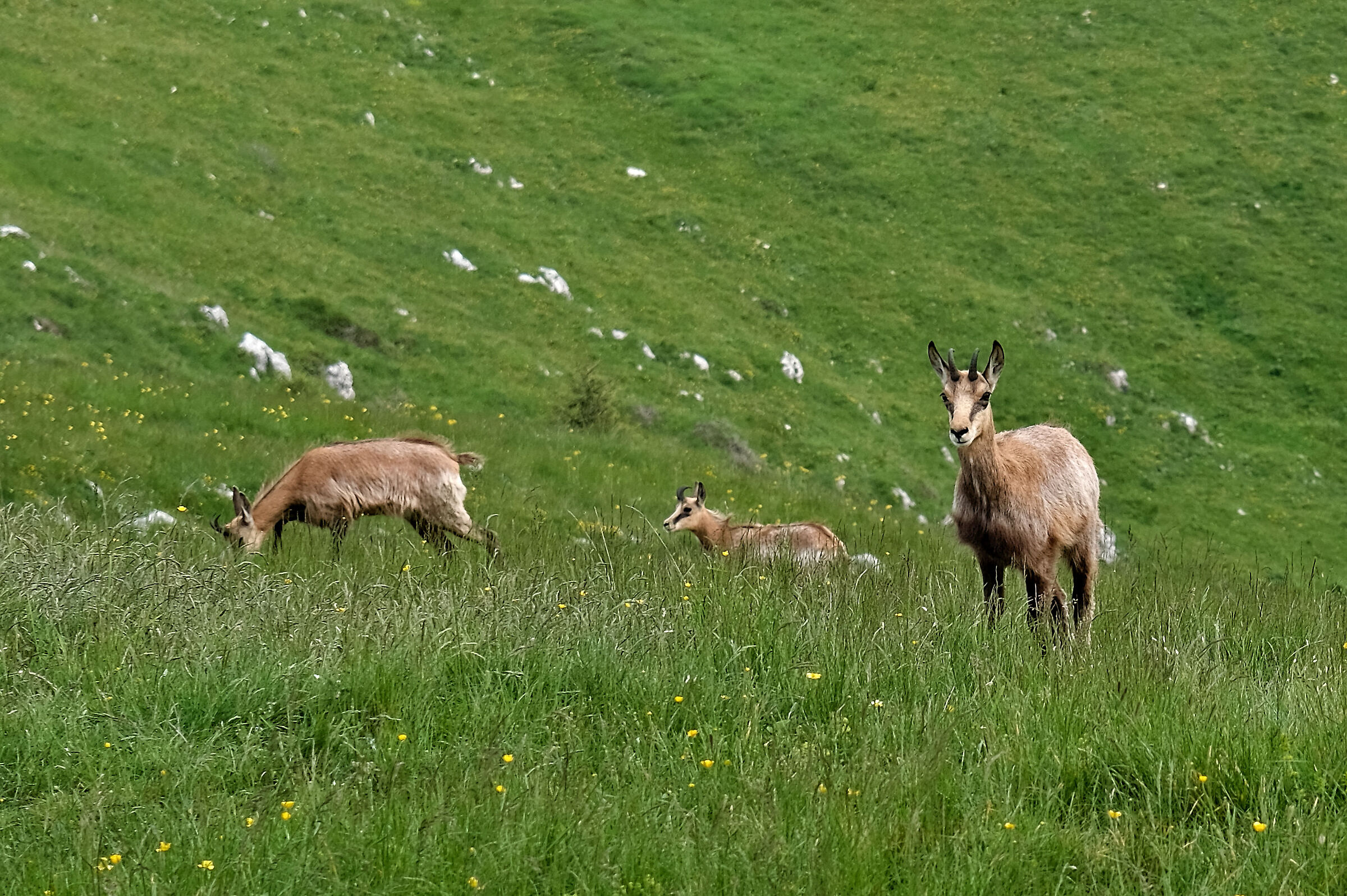 Trio di Camosci