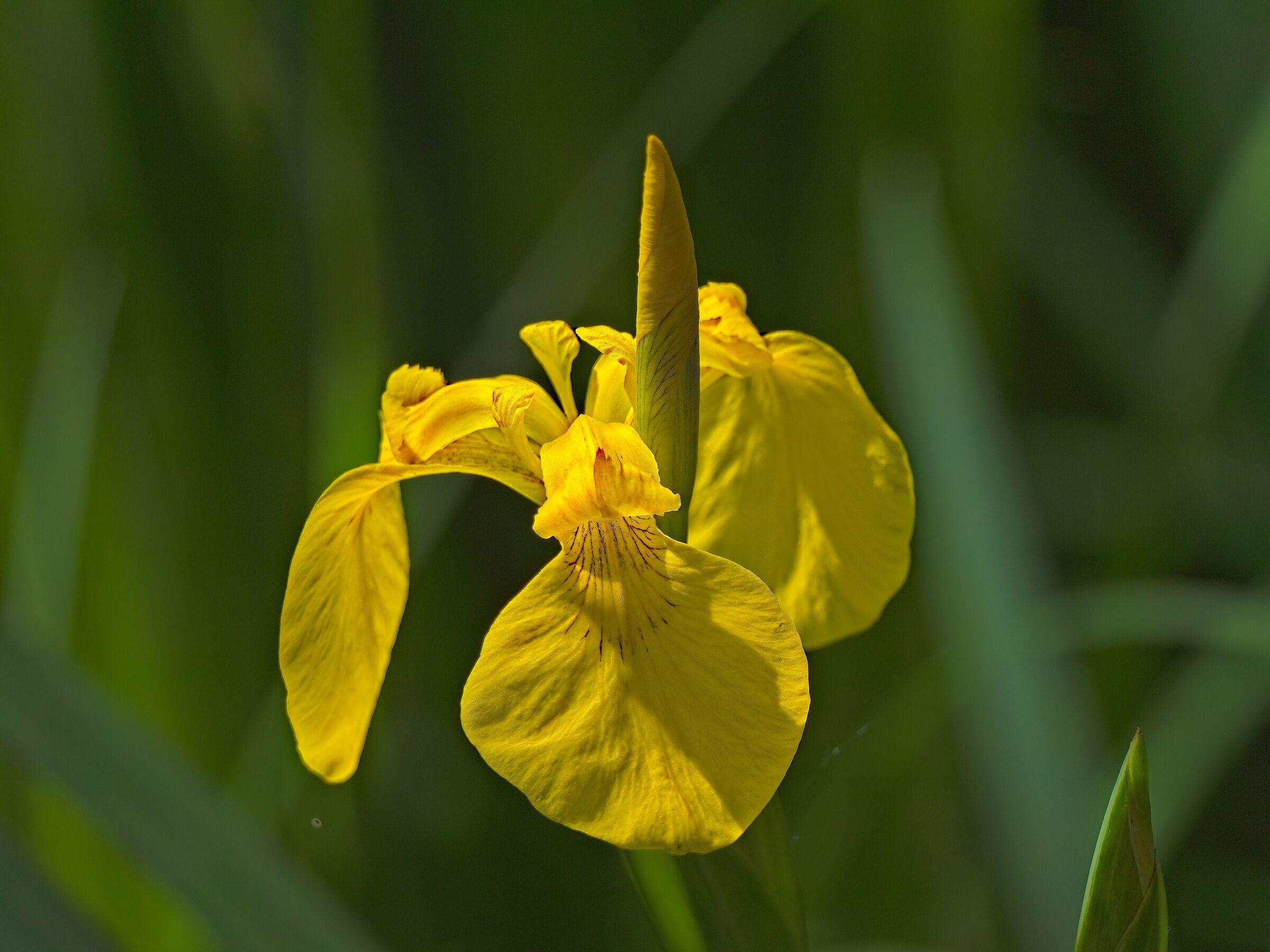 Iris pseudacorus