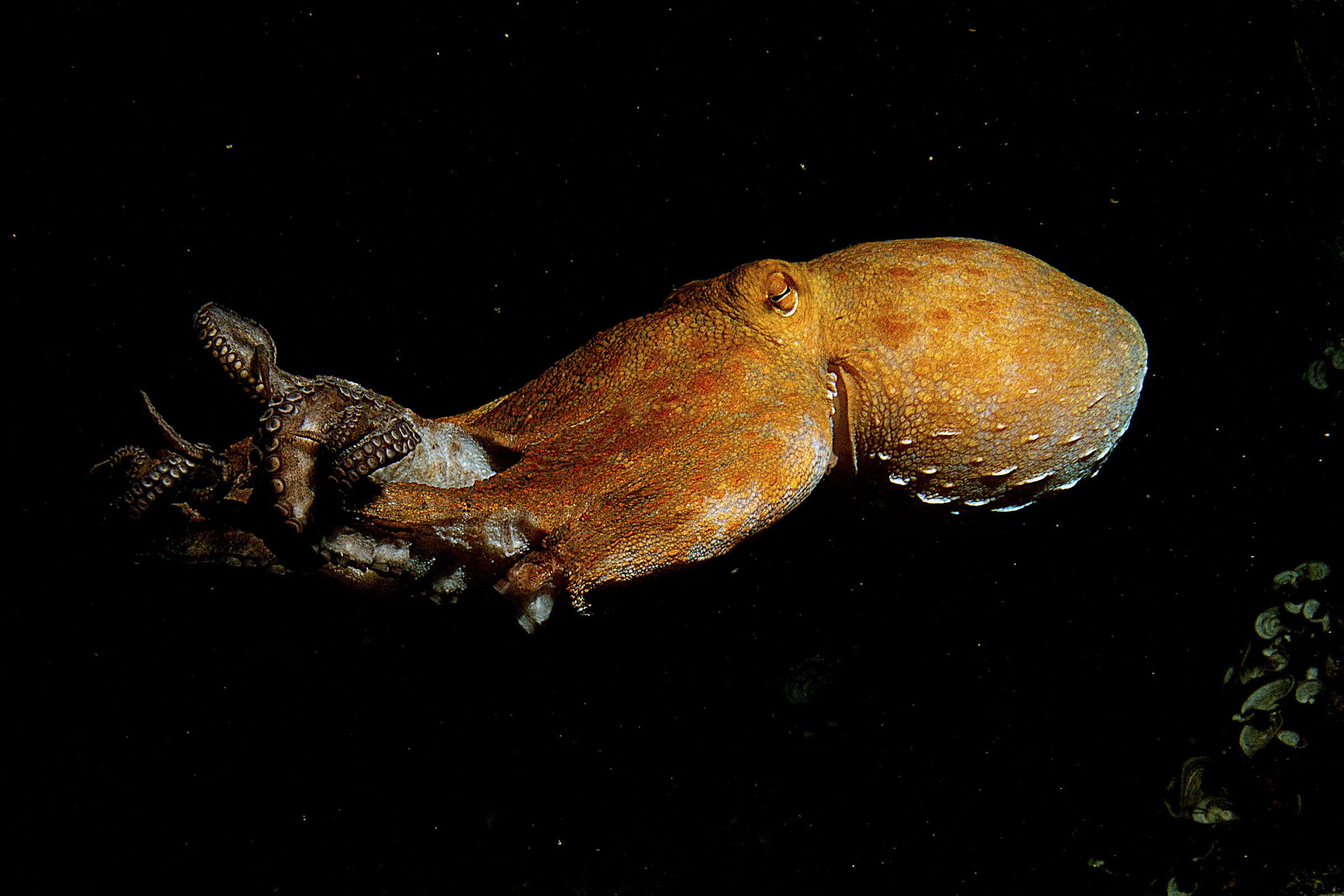 Octopus at night