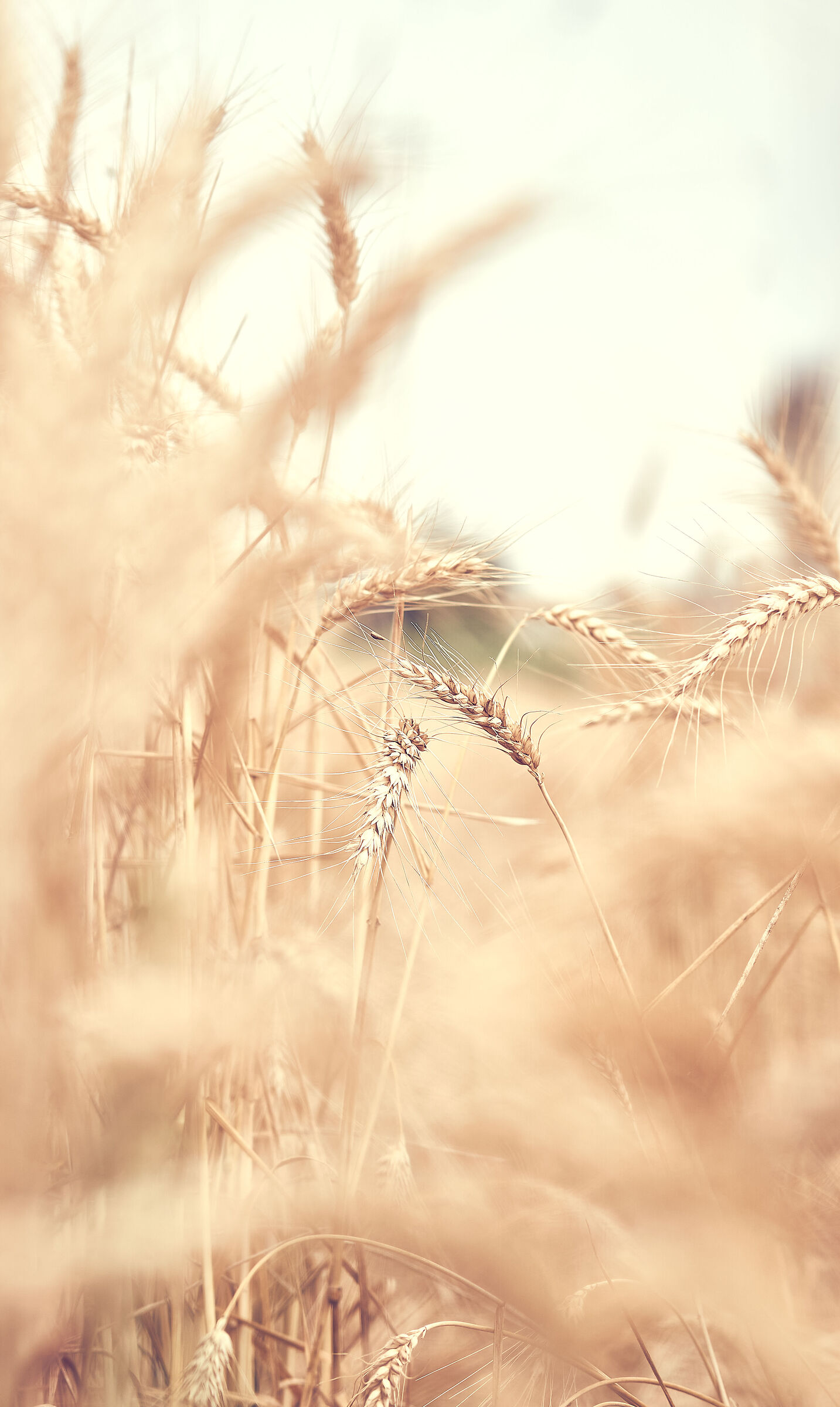 Ethereal detail