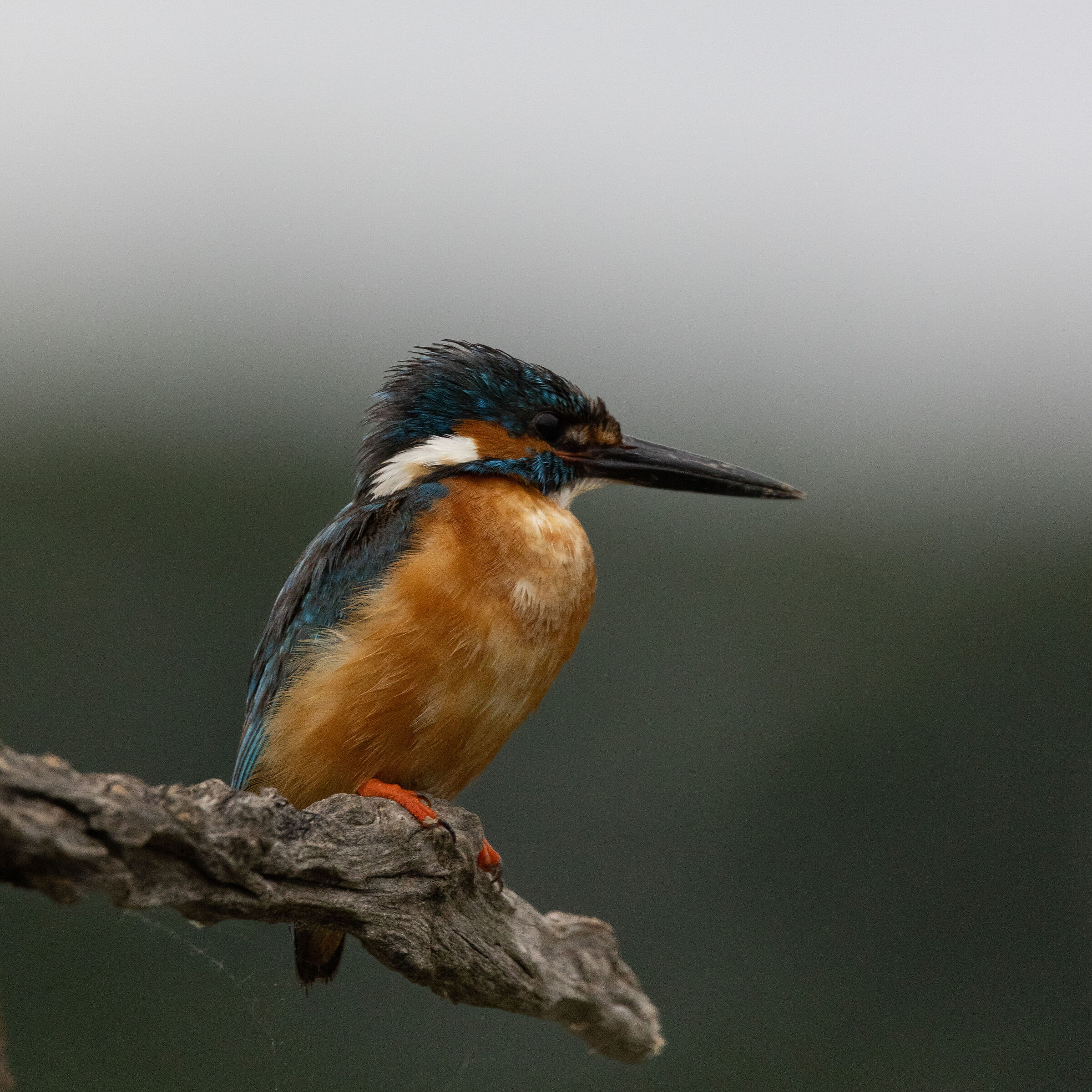 Kingfisher