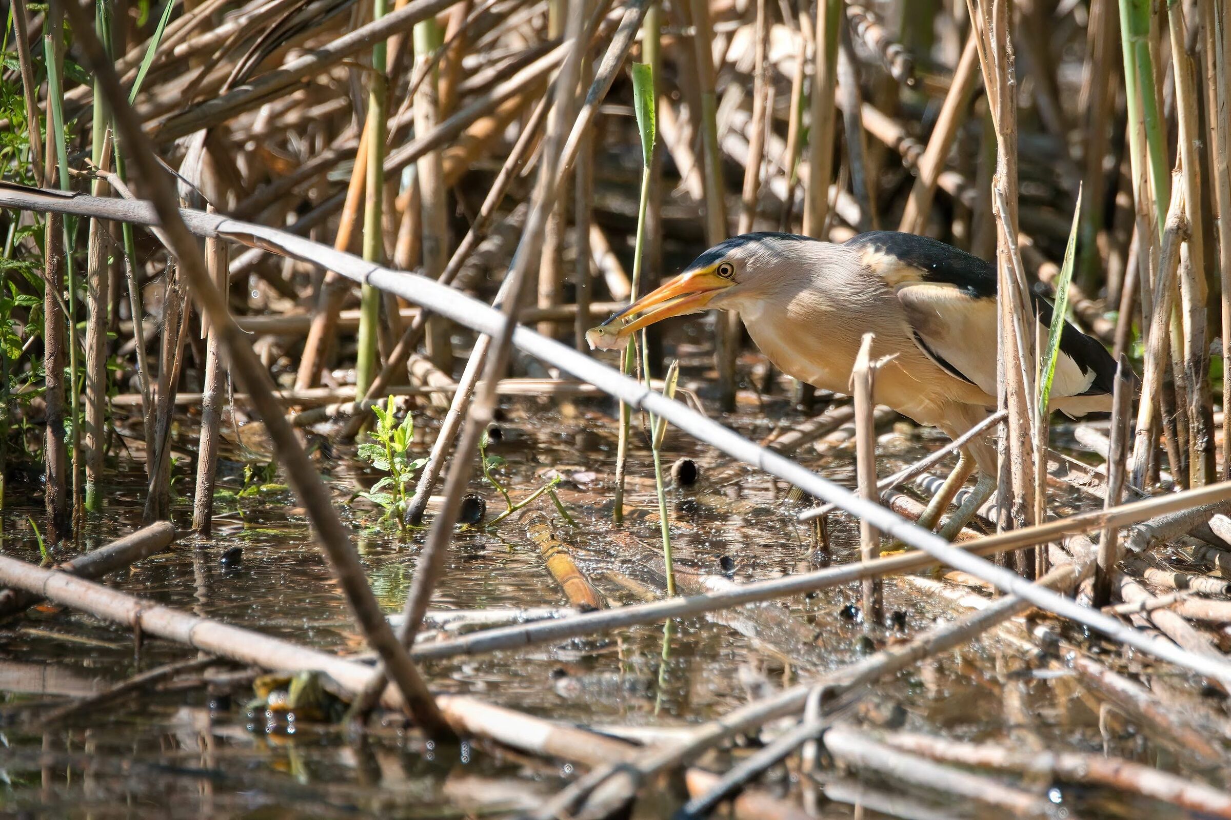 Male bittern with prey