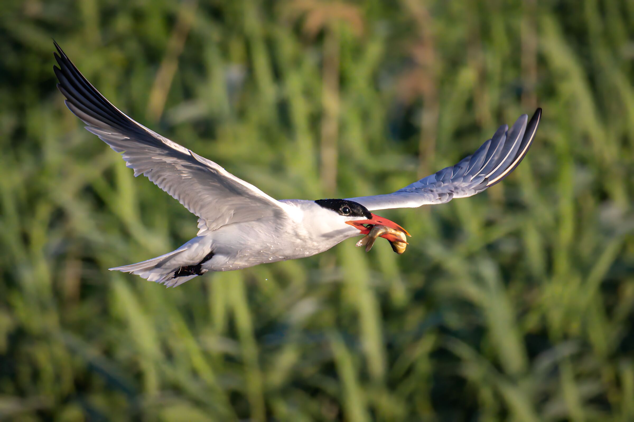 Tern with fish