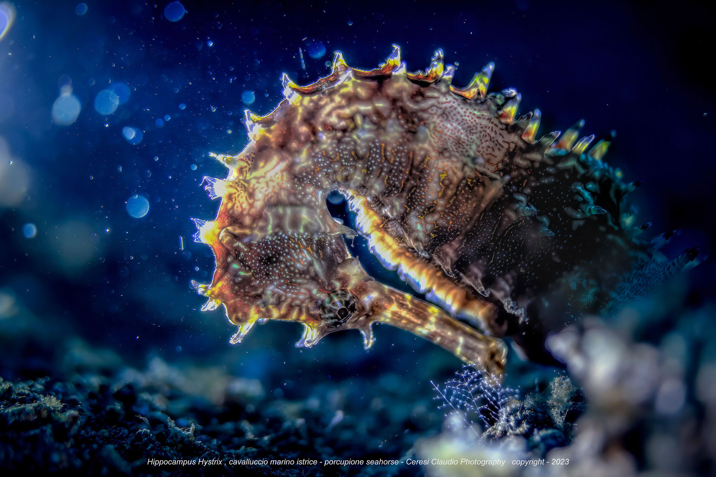 porcupine seahorse  Philippines Anilao