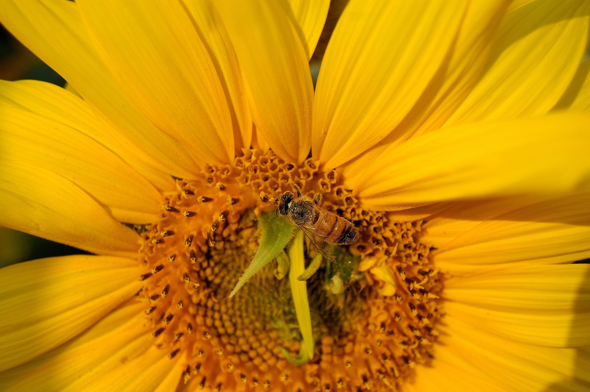 Di fiore in fiore..