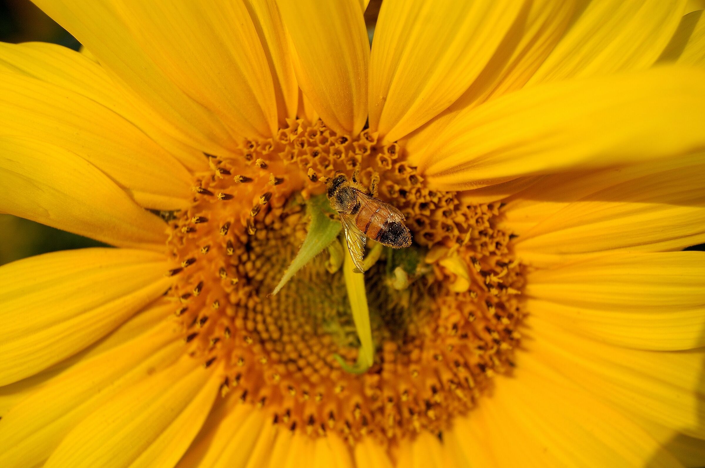 Di fiore in fiore...