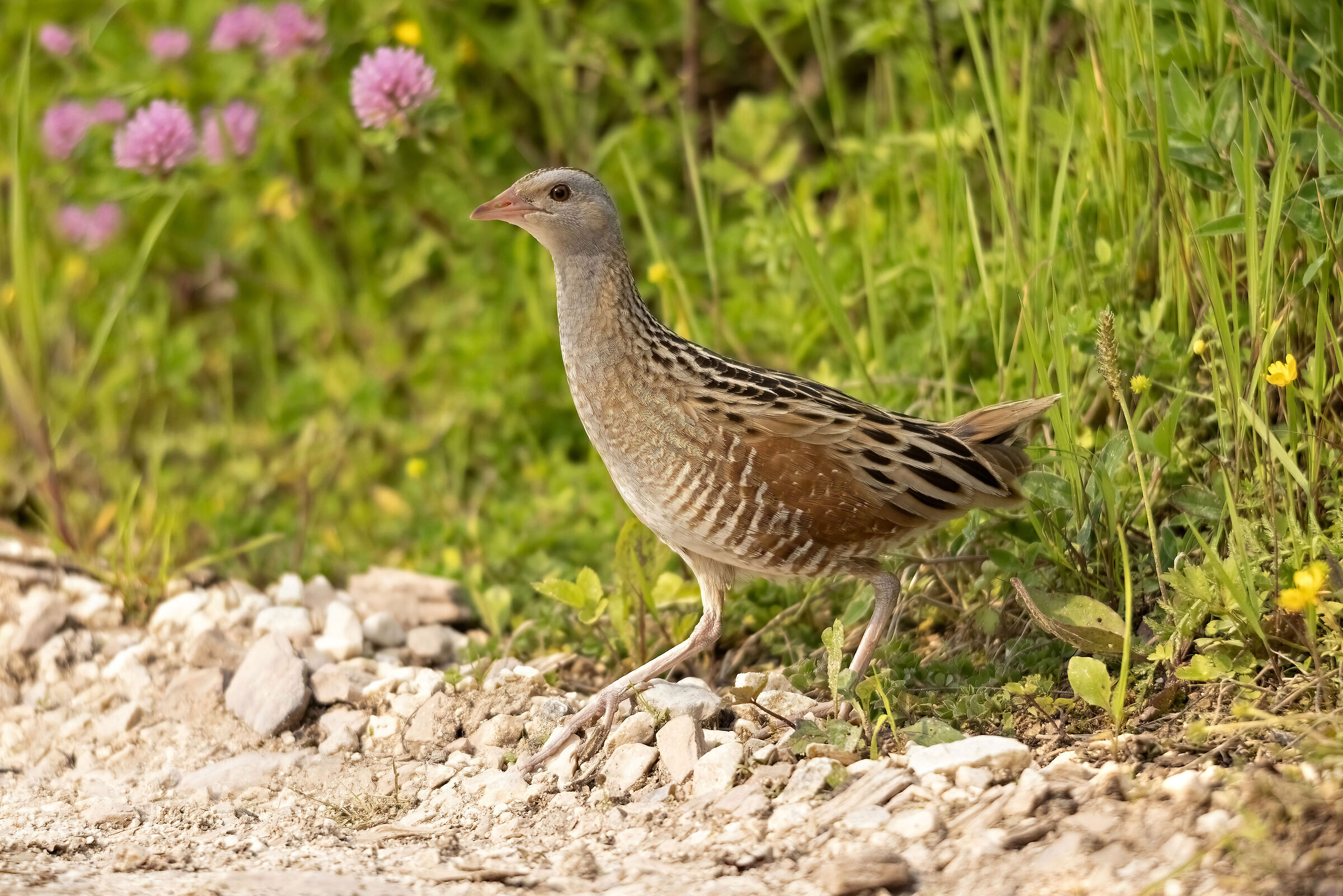 L'"invisibile" Re di quaglie