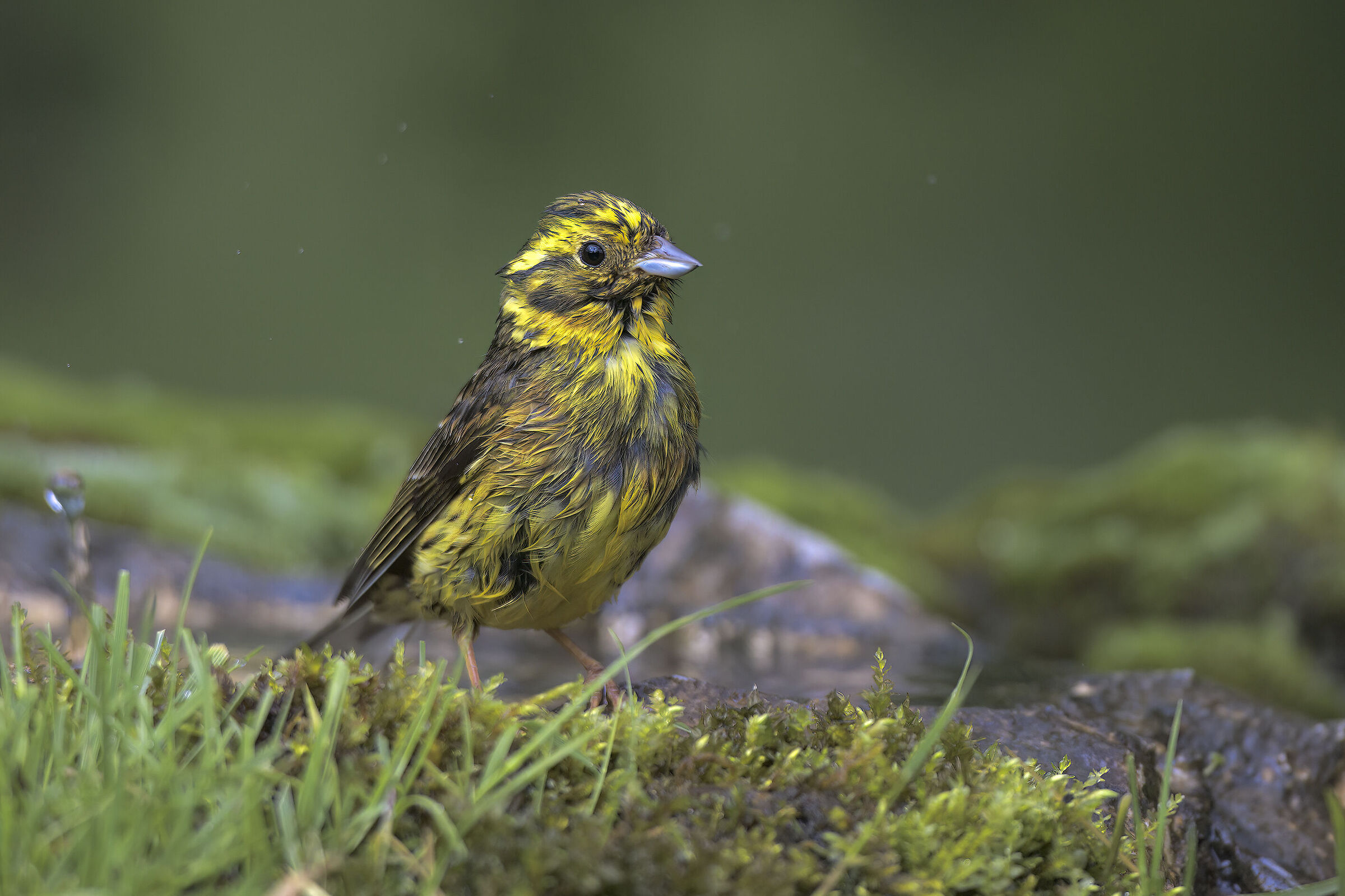 Yellowhammer...