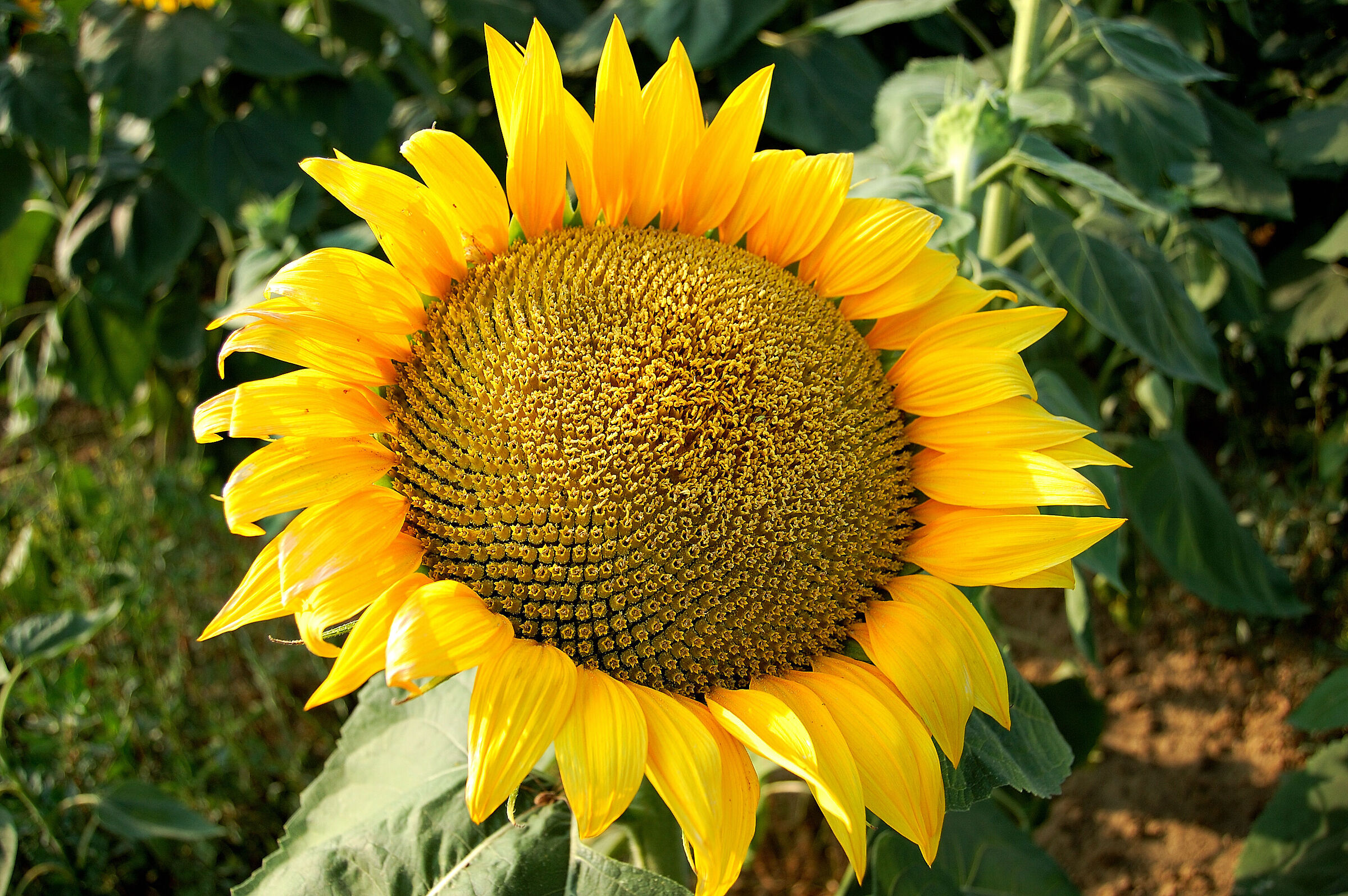 Girasole