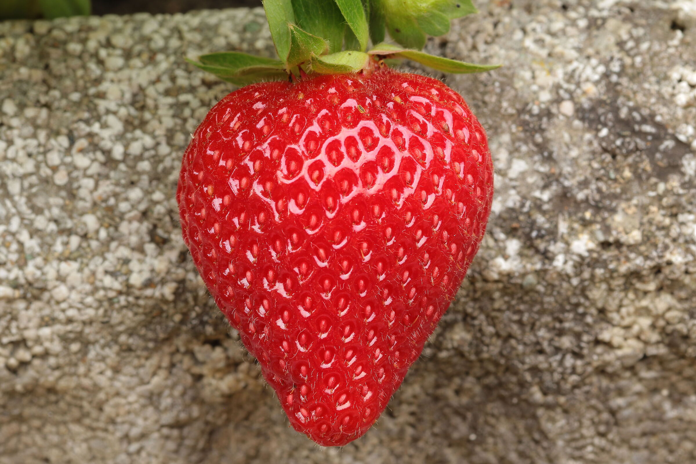 strawberry in my garden Cesano M. 29/06/2023