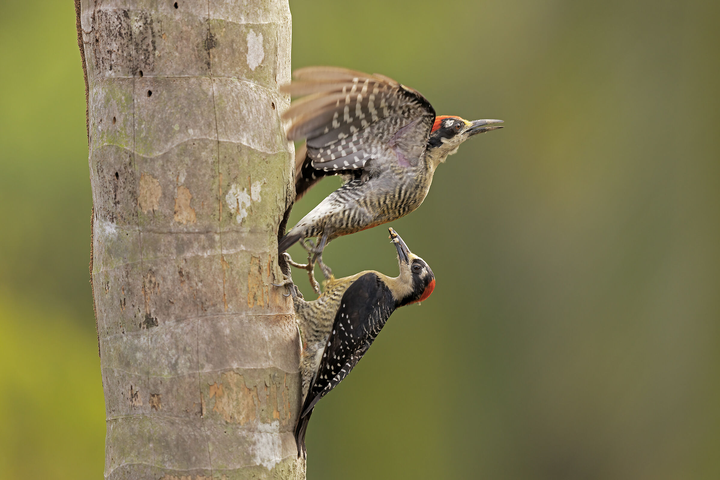 She goes out he enters. When the nest is small ...