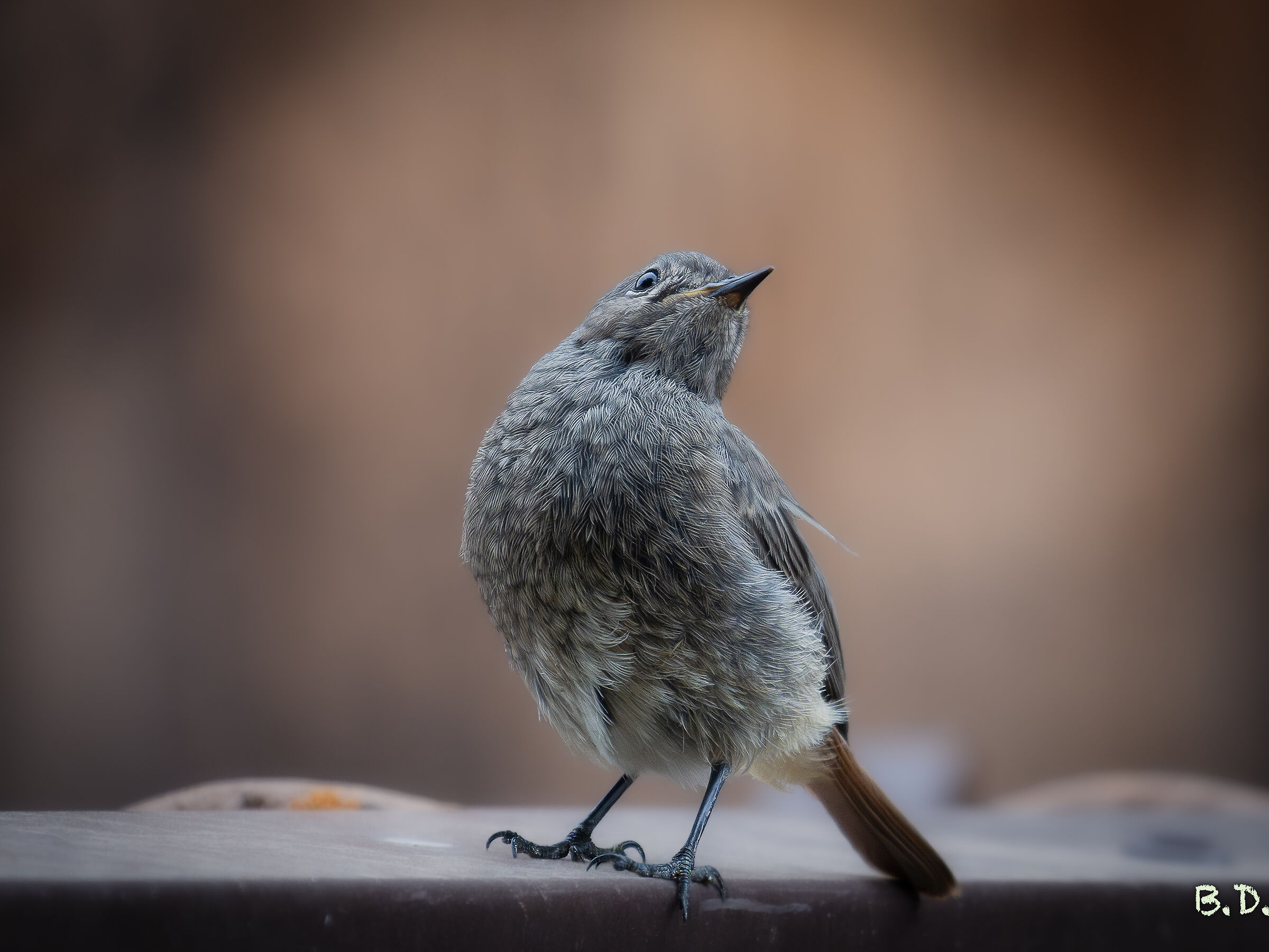 Phoenicurus ochruros